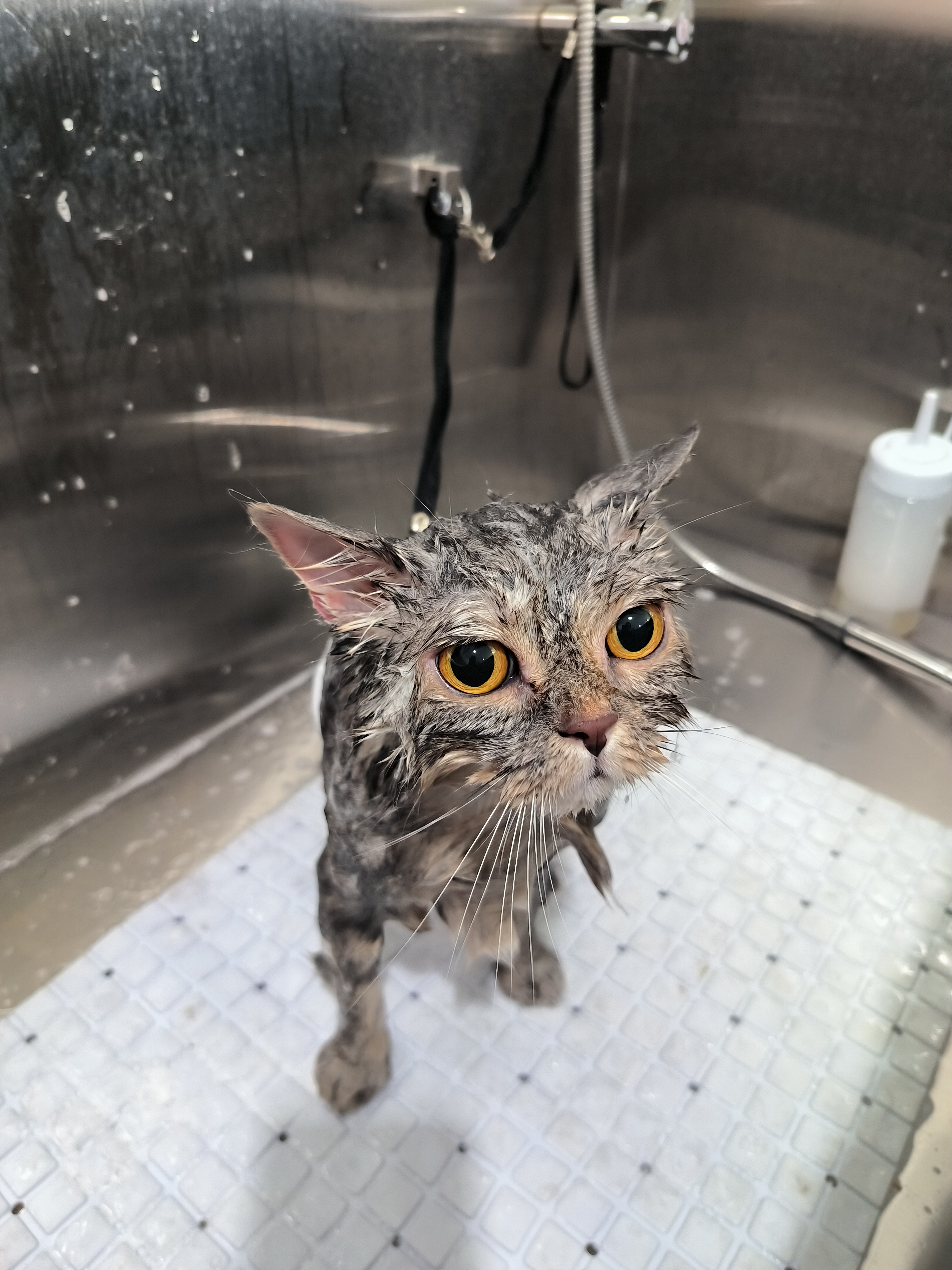 Doctor Meow's house to treat animals