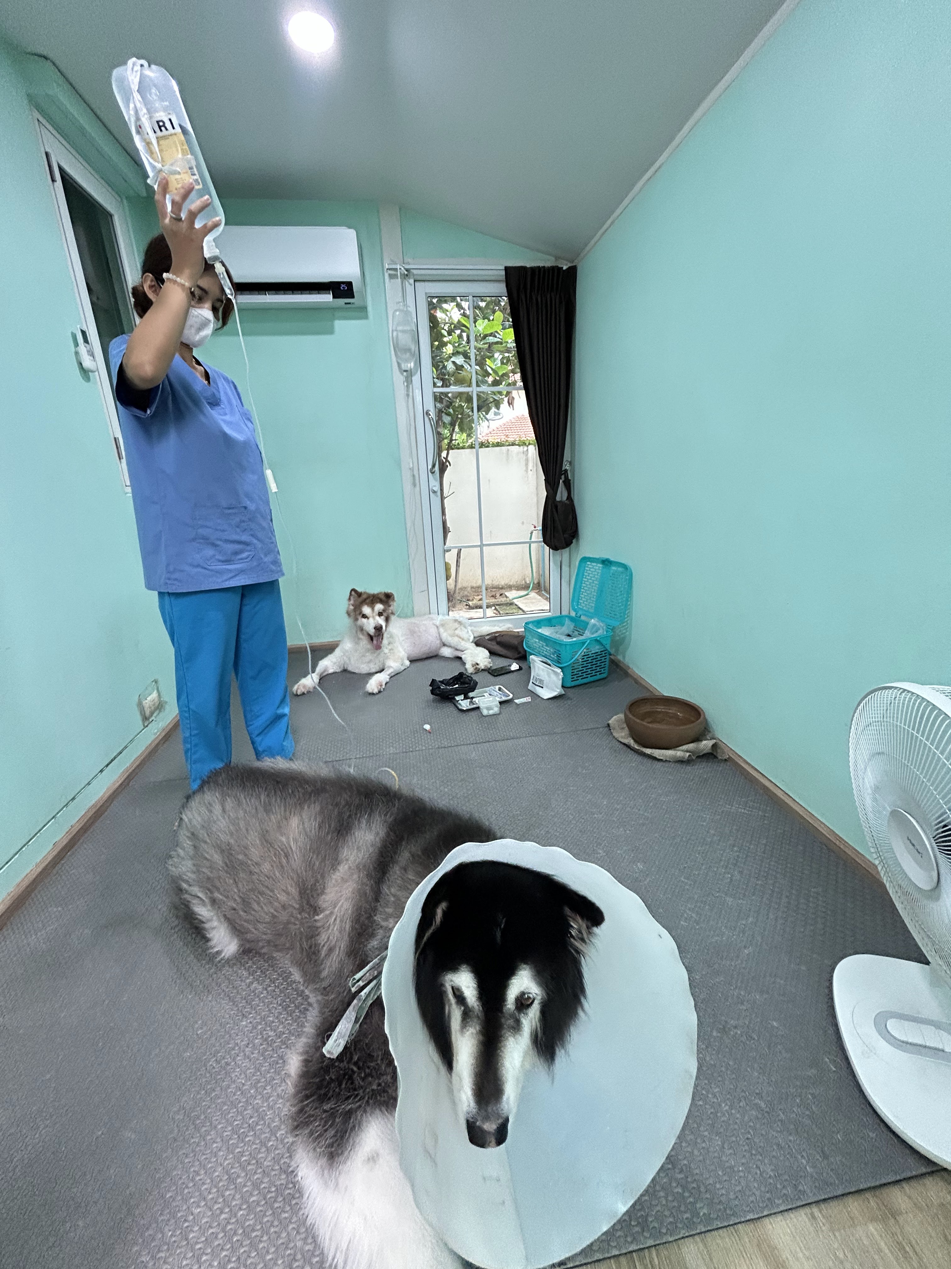 Baan Rom Luen Clinic Animal Treatment