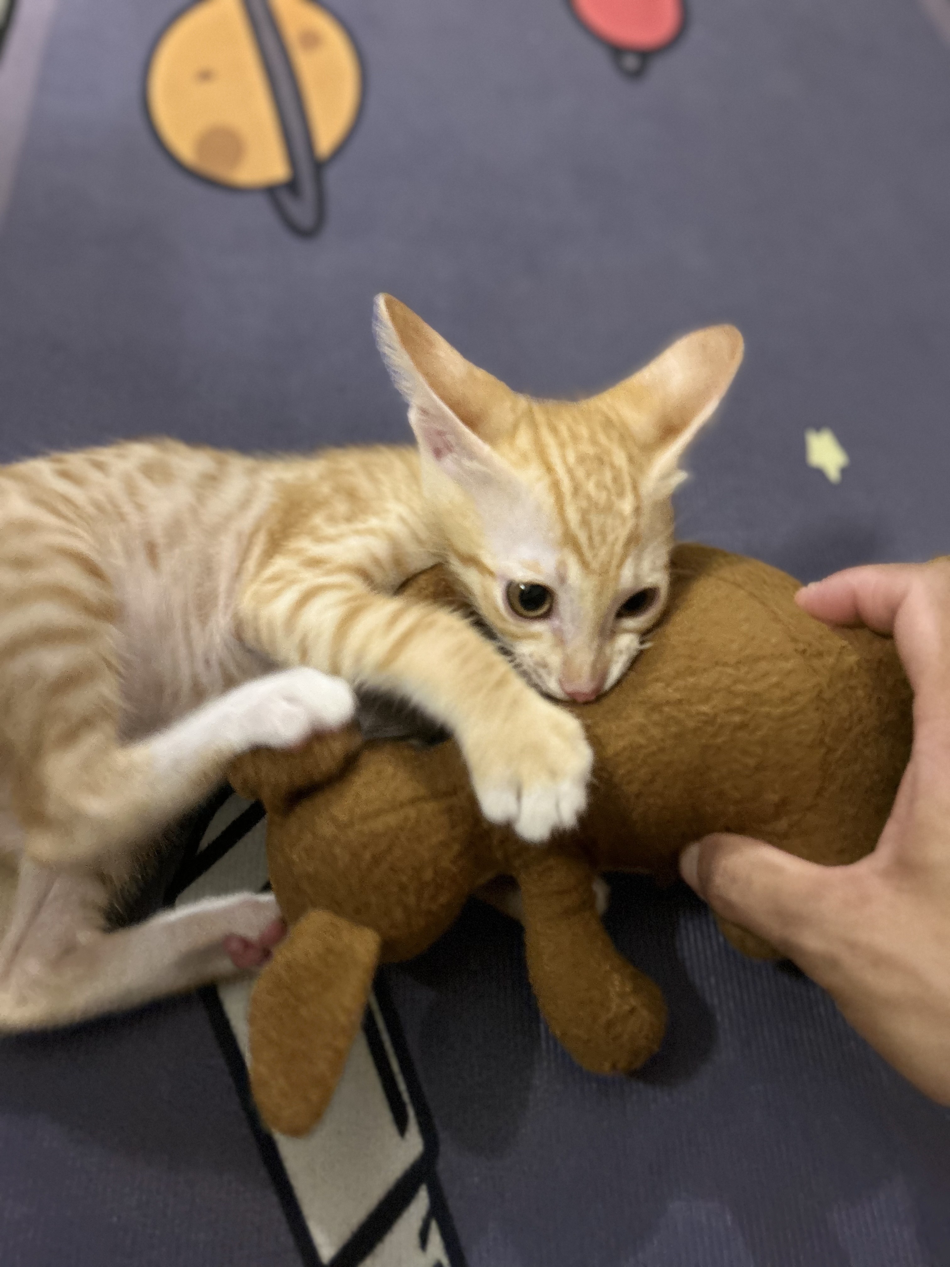 Sethasiri Animal Hospital