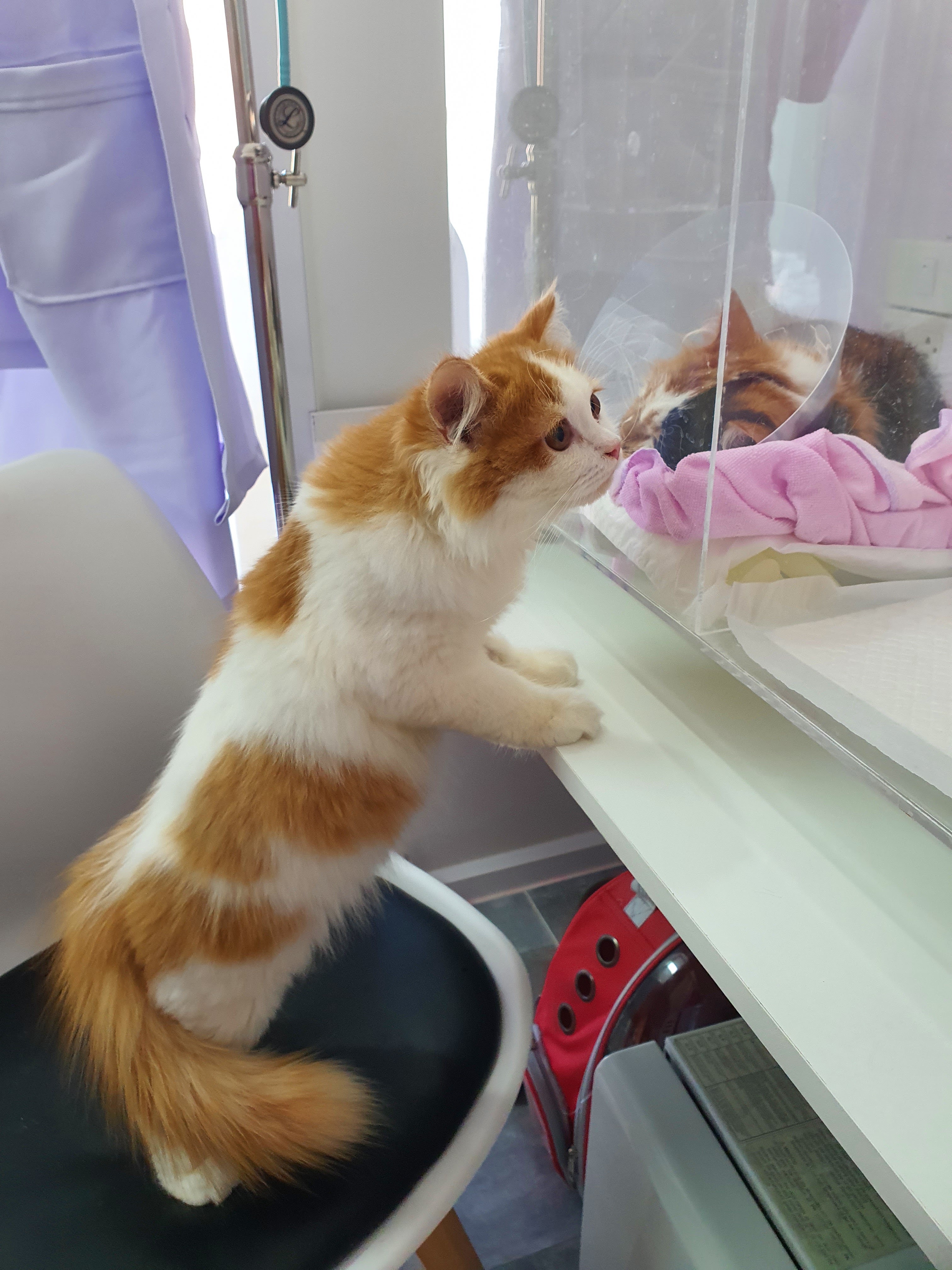 The First Paw Animal Clinic