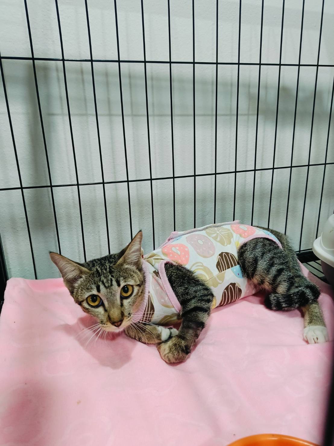 Srinon Veterinarian