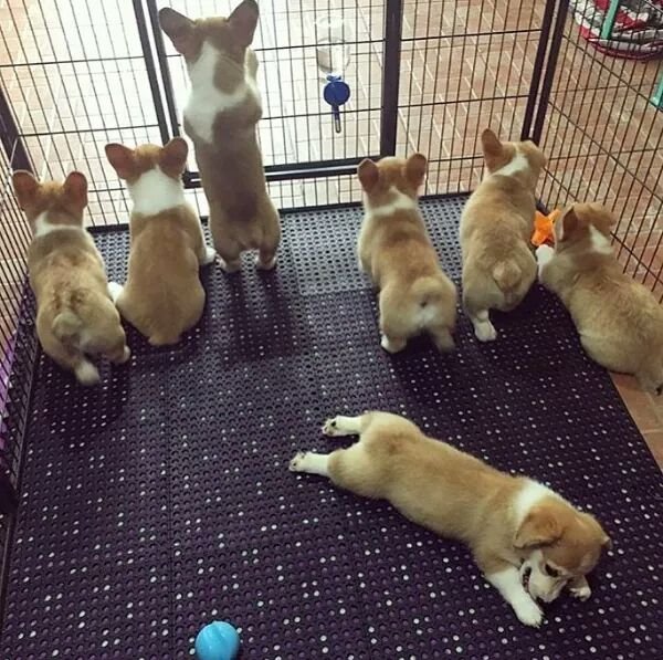 Allbest kennel