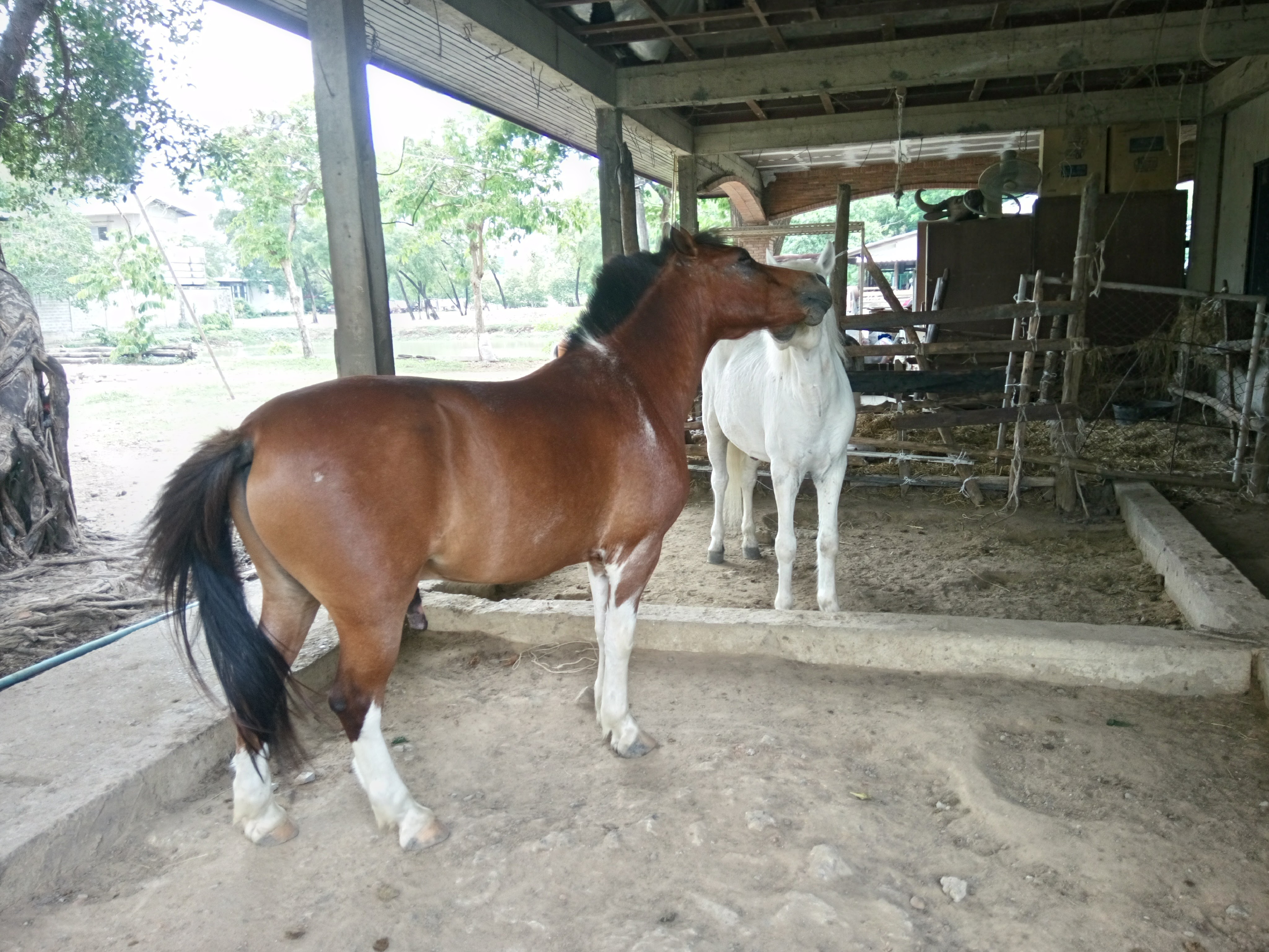 Chaengwattana Horse Club
