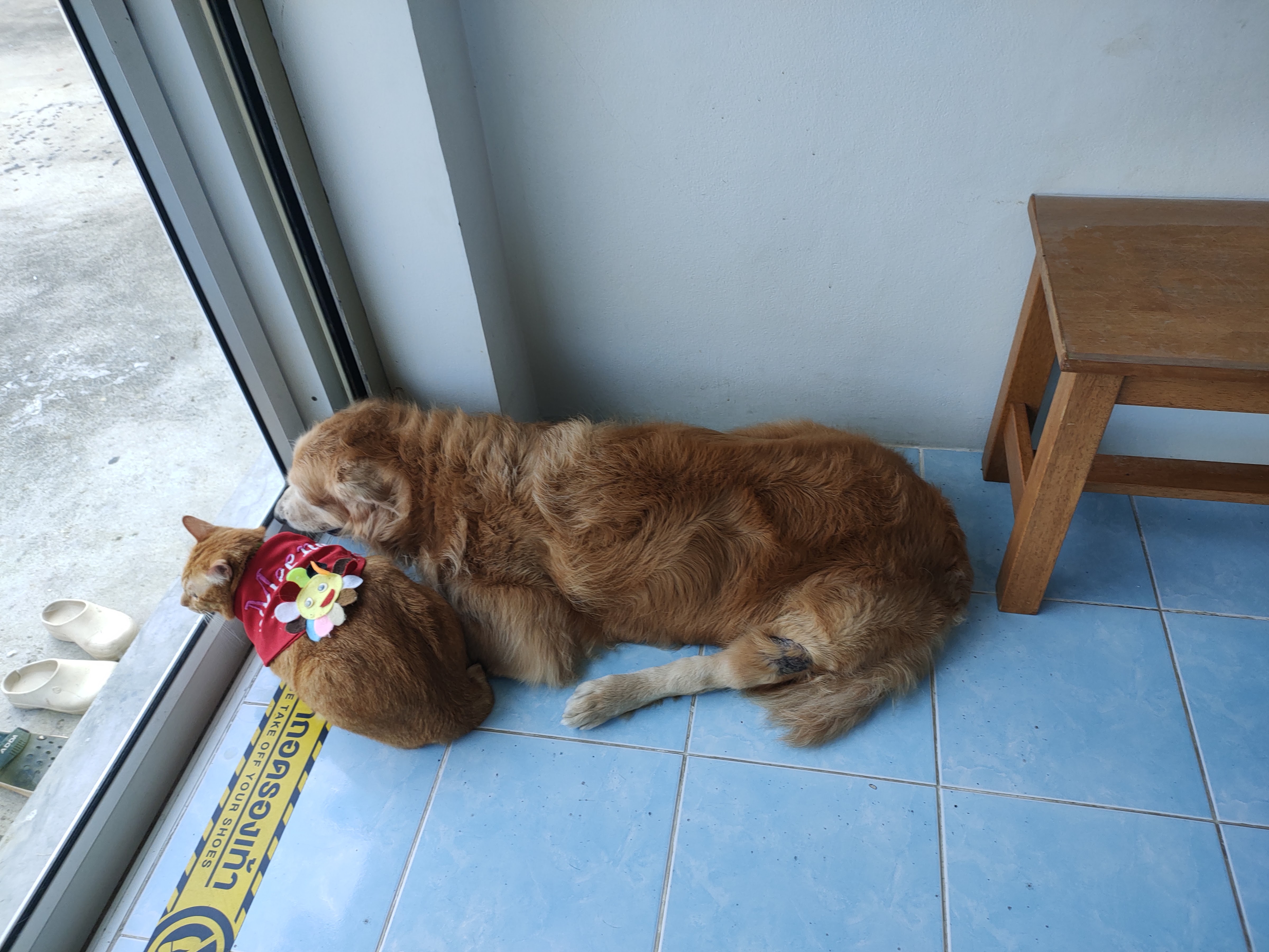 DONWARA pet clinic