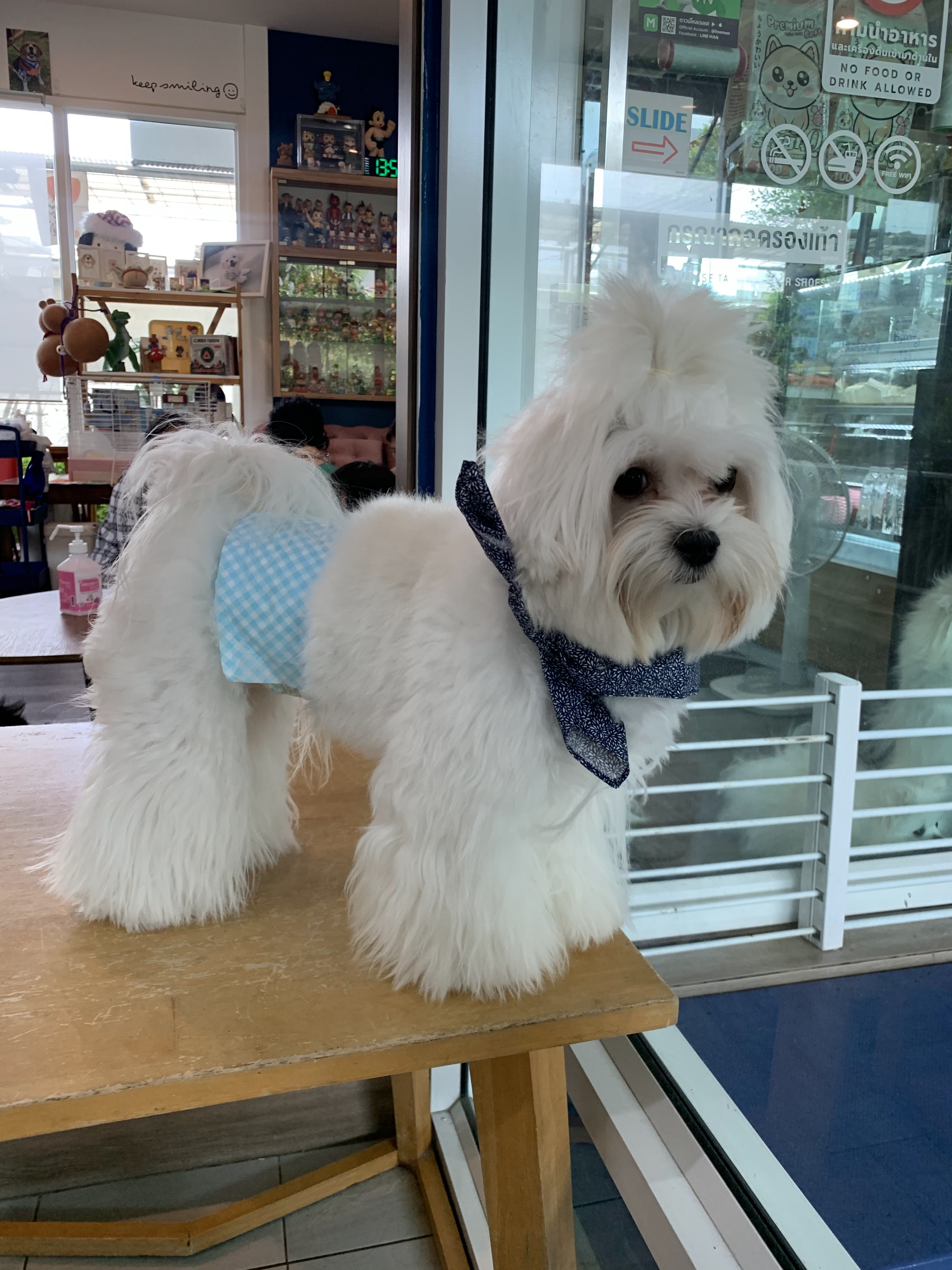 Lang Baan Maltese dog cafe