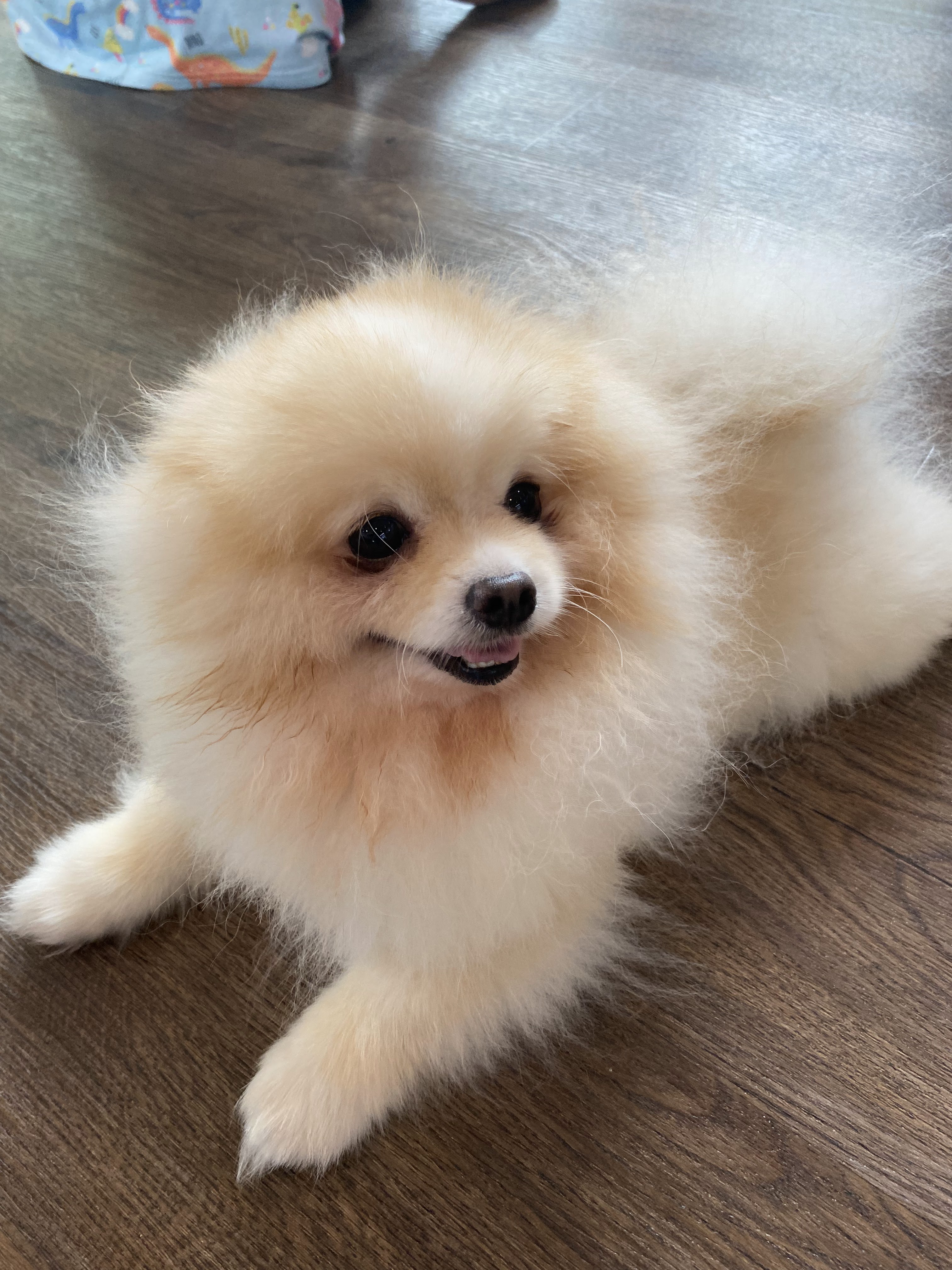 Lang Baan Maltese dog cafe