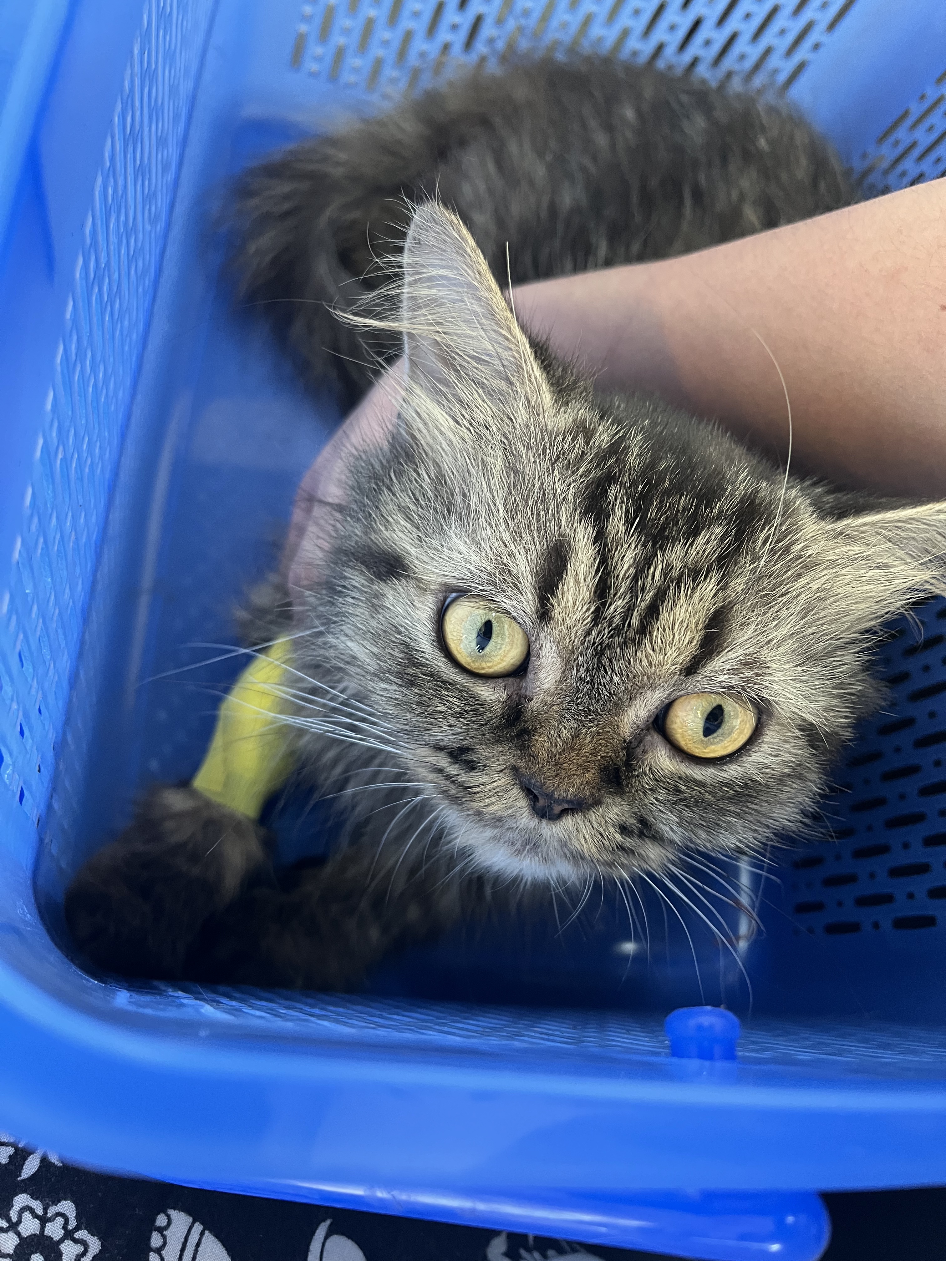 Littlepet Animal Hospital