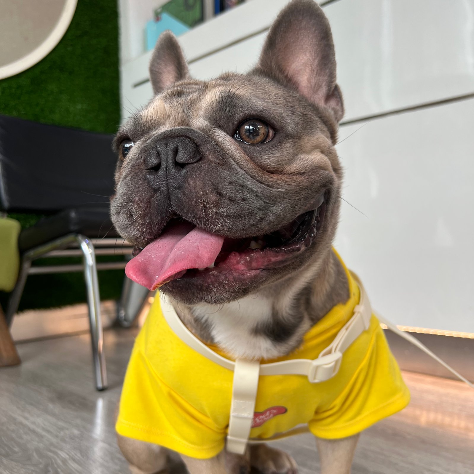 MJ Pet Hospital