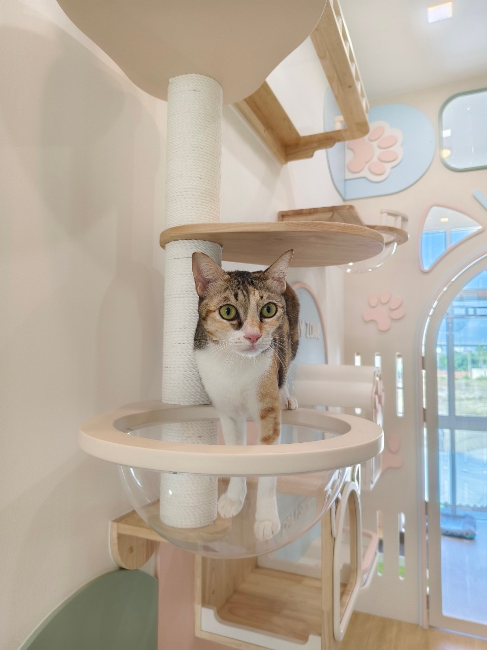 Paw Snap Cat Hotel