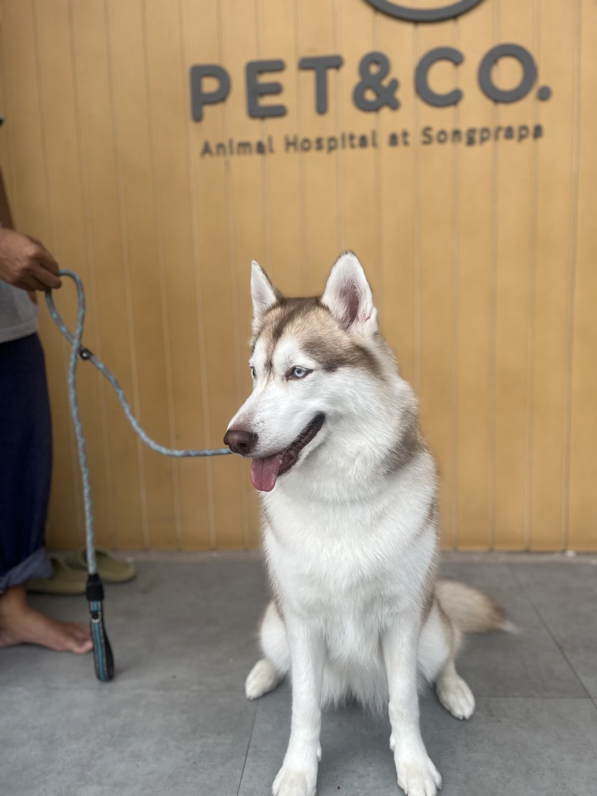 Pet&co. animal hospital