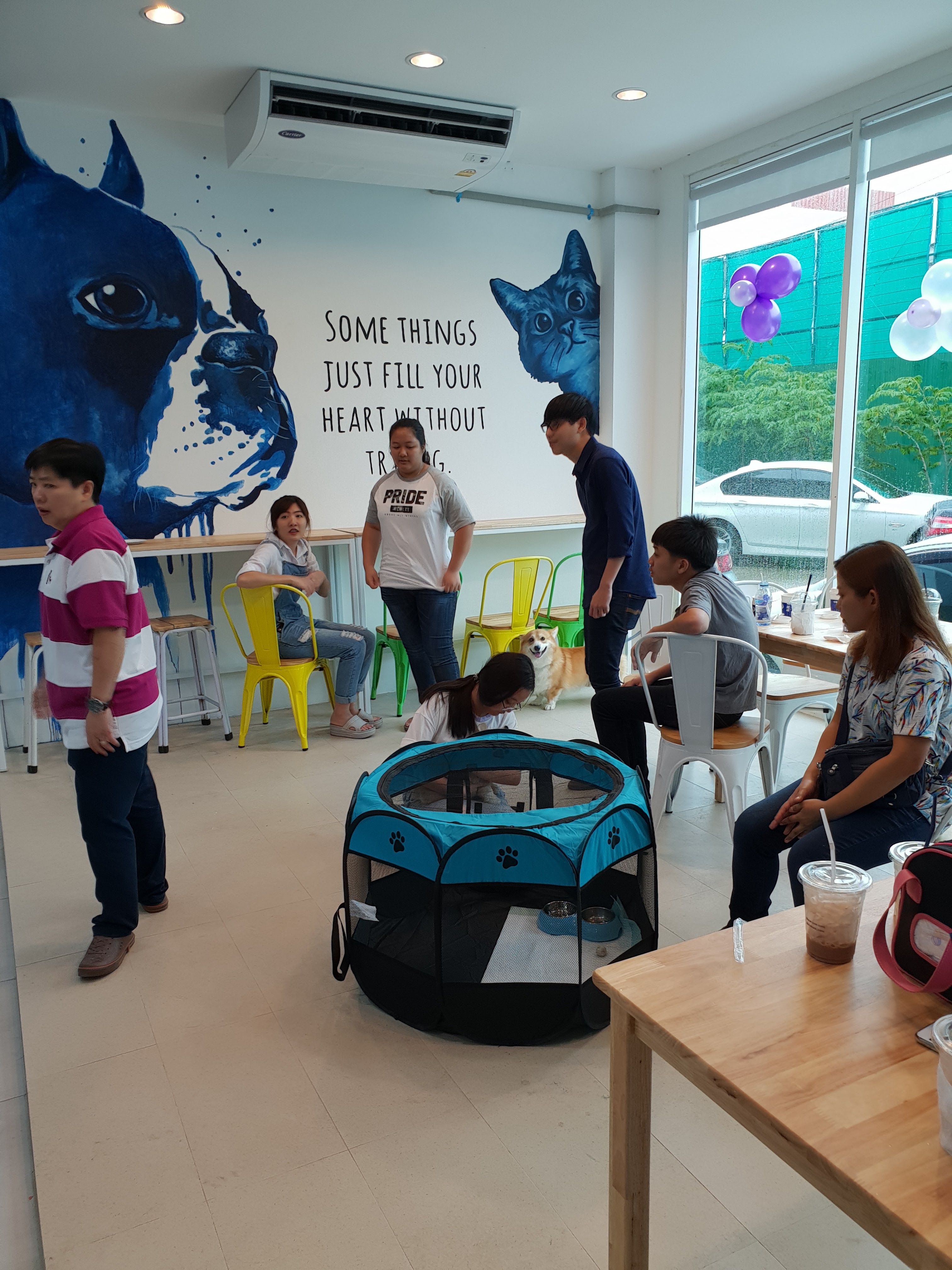 PET KINGDOM