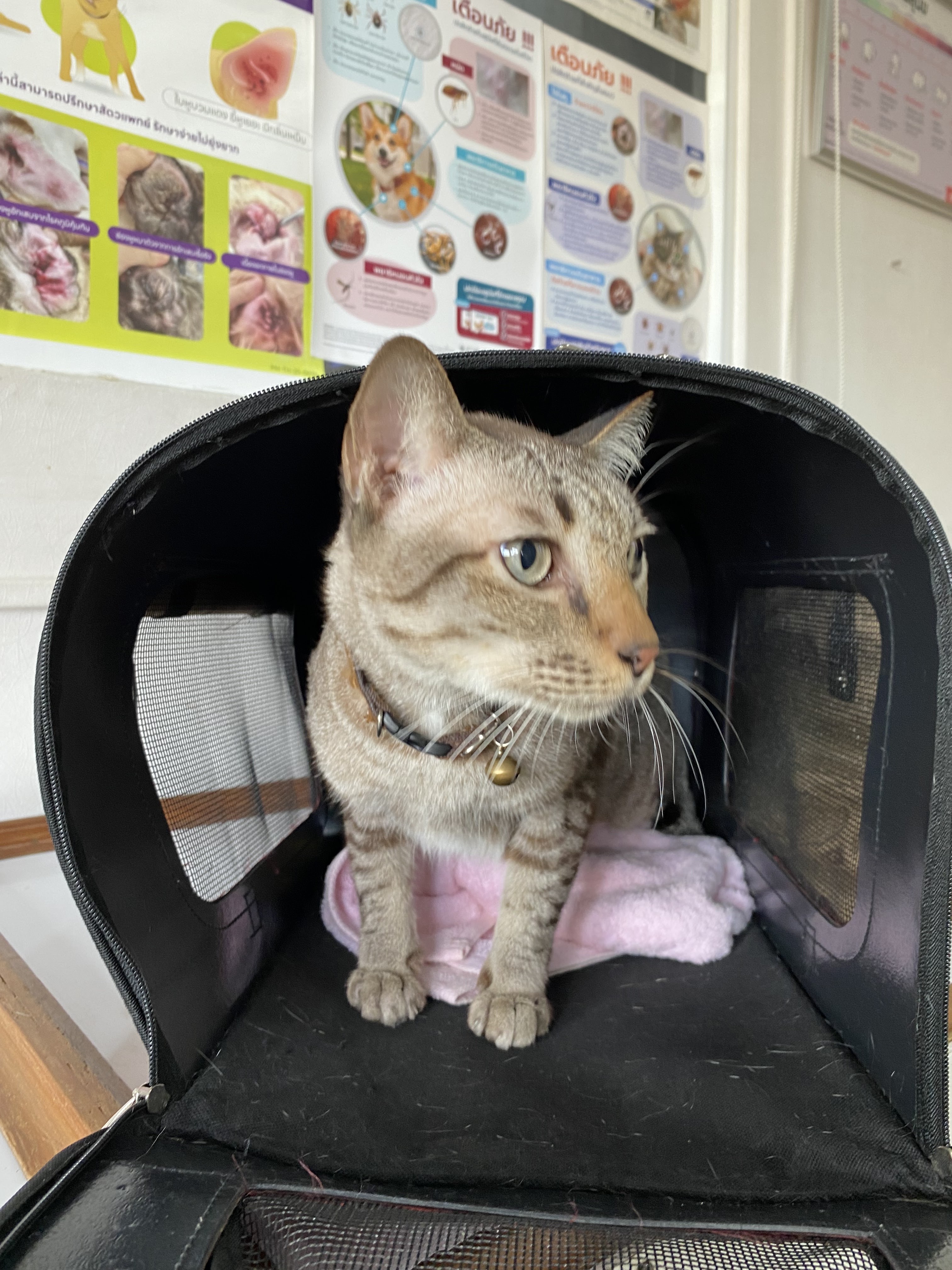 PetVille Veterinary Clinic