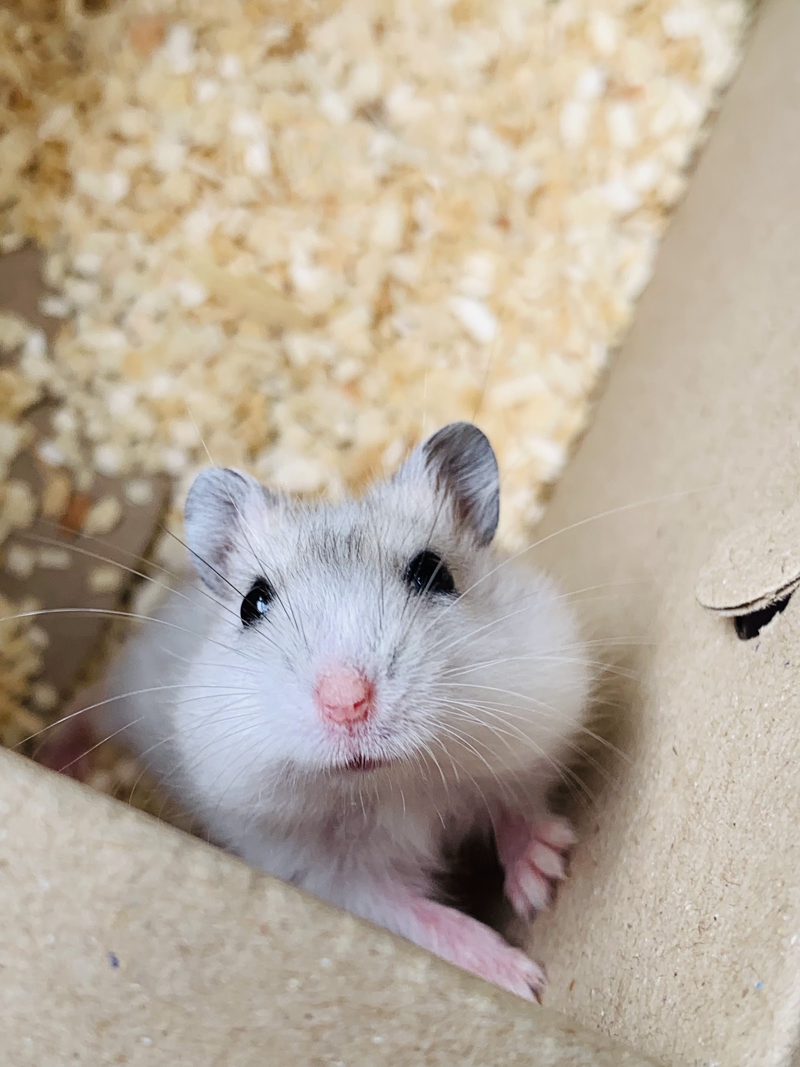 Pos hamster shop