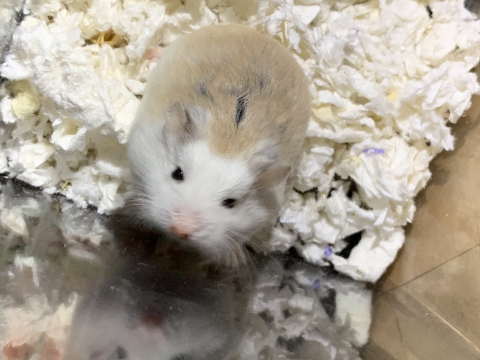 Pos hamster shop
