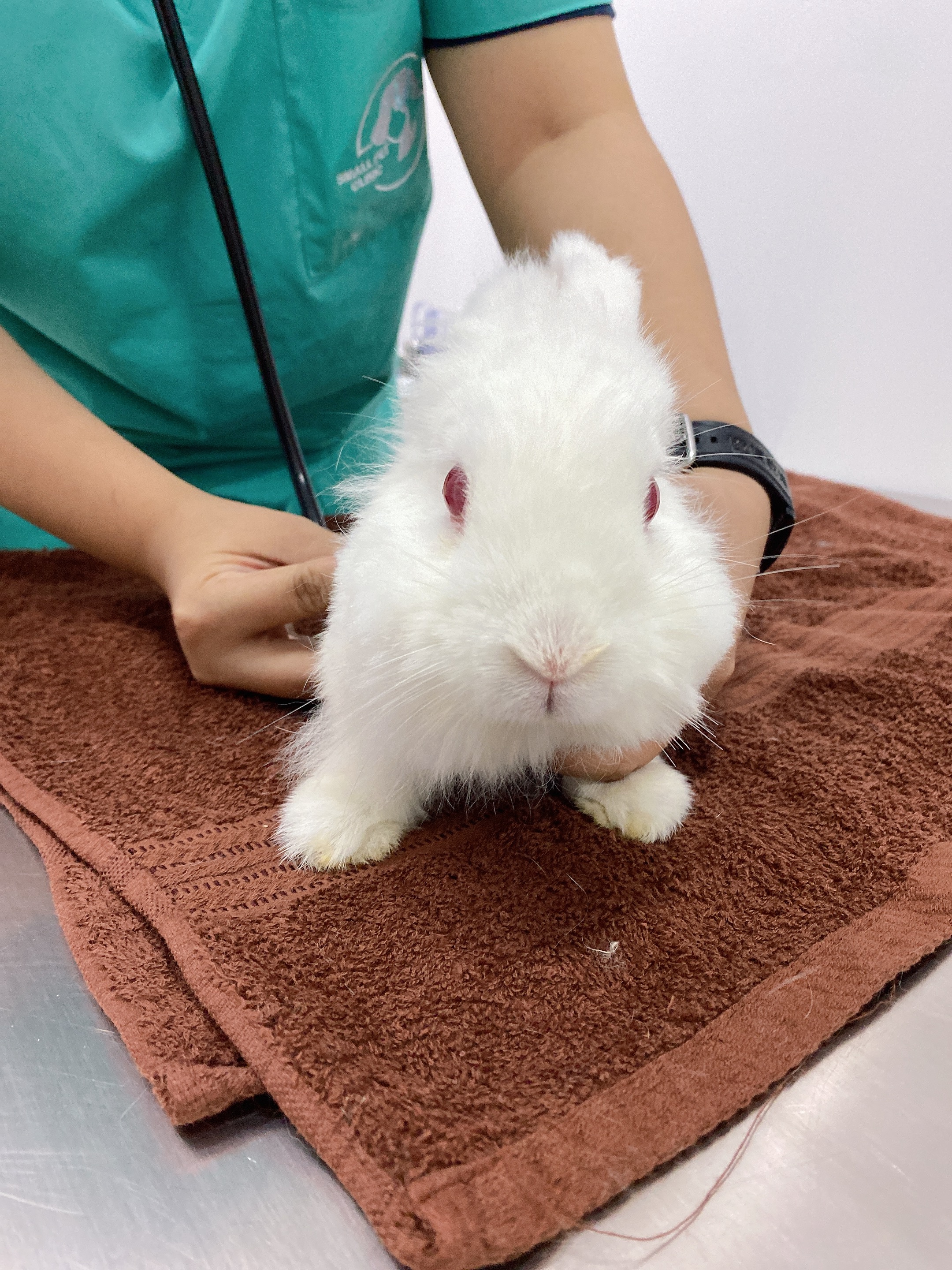 SMALL PET CLINIC