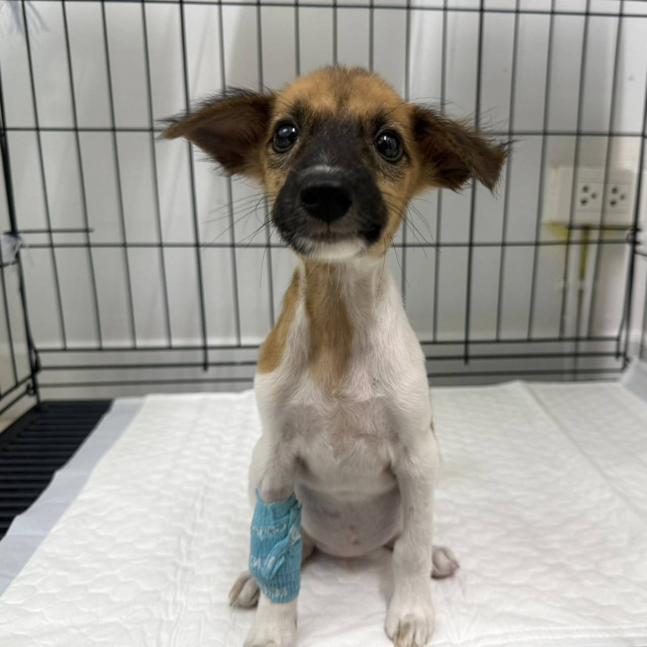 Talingchannonthaburi pet hospital