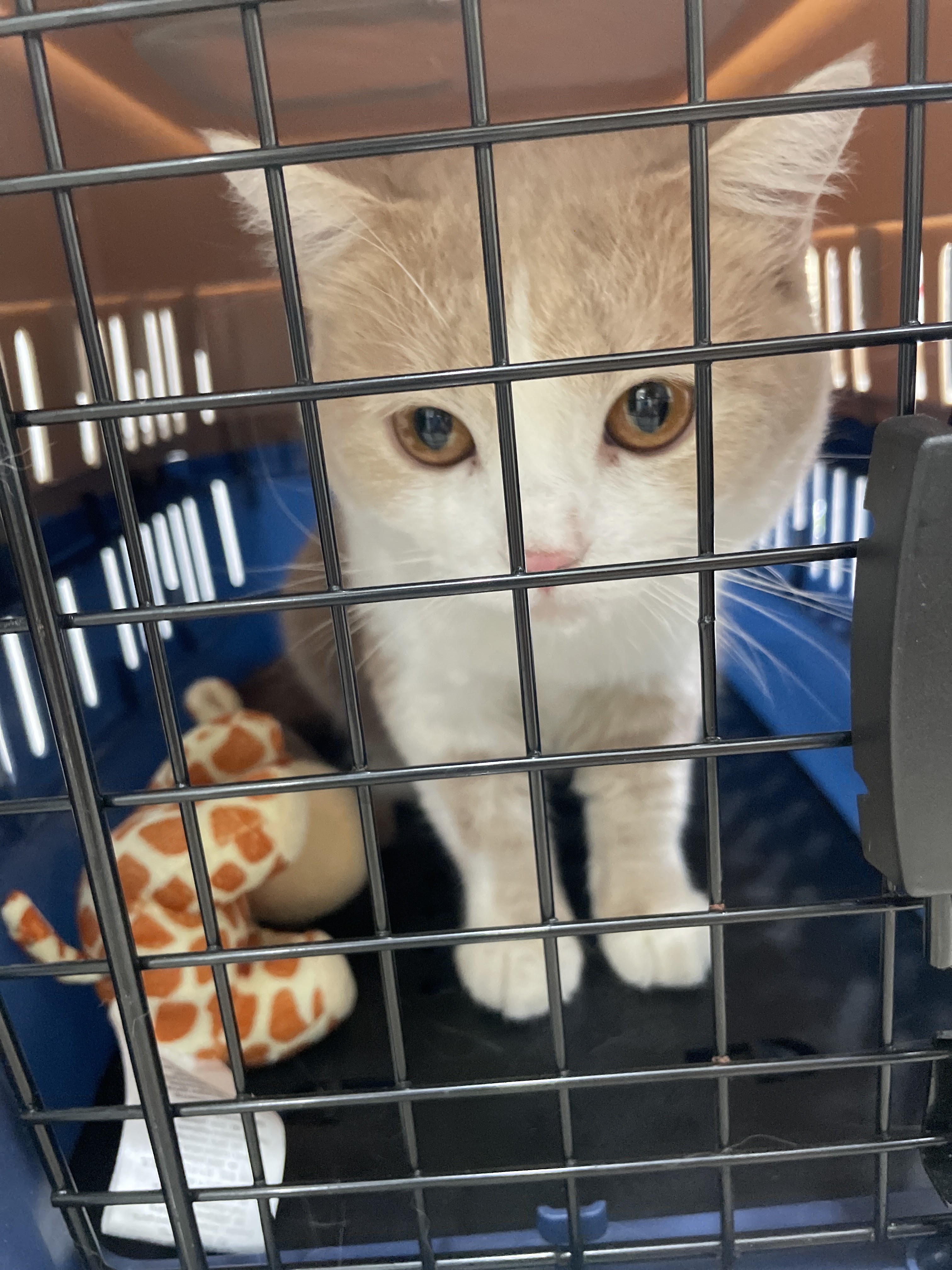 Thanat Pet Clinic