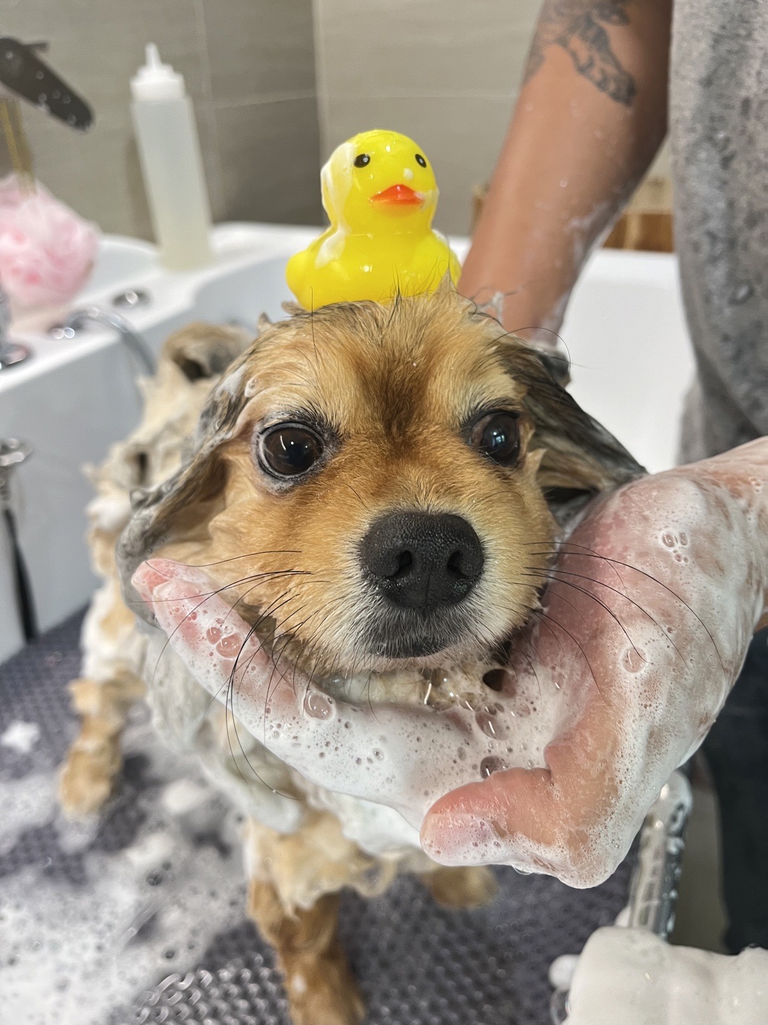 Hato Animal Hospital Rangsit