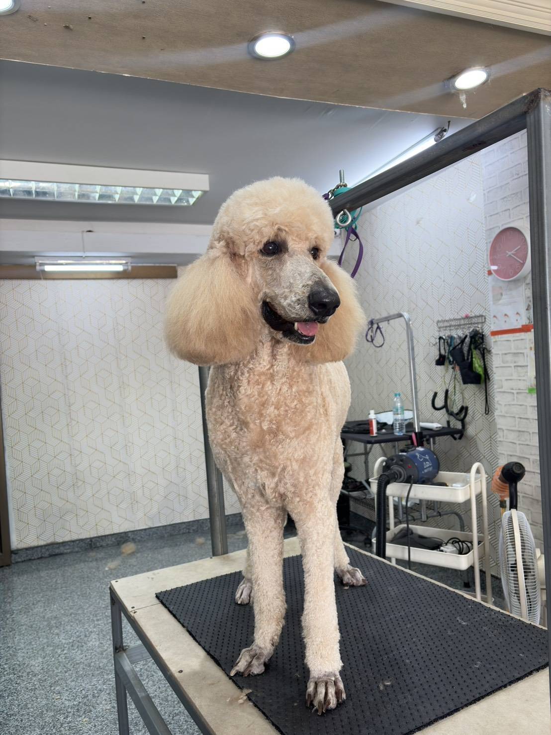 Top Dog Grooming & Homestay
