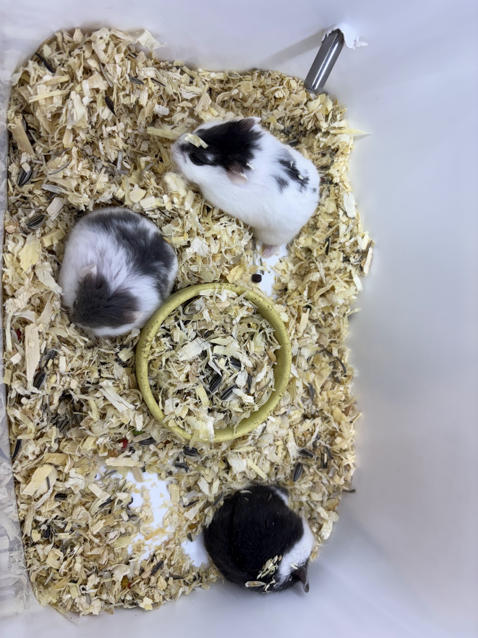 Candy Pet Shop