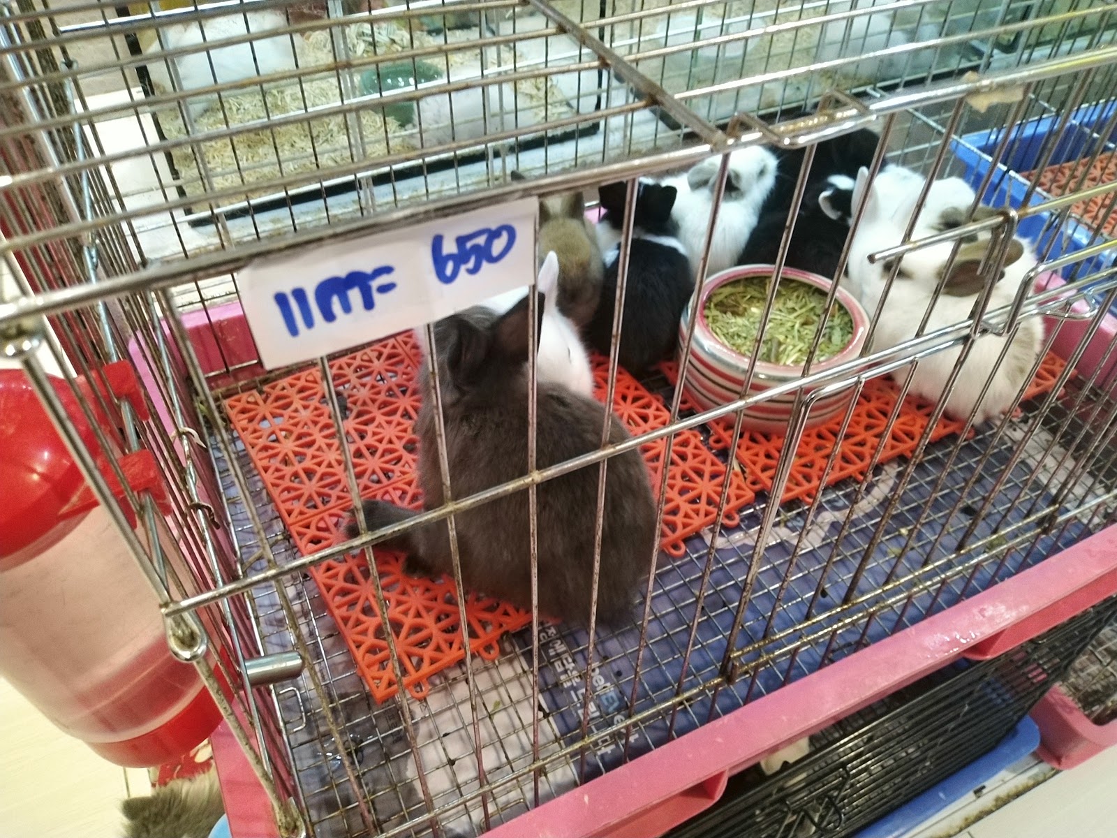 Candy Pet Shop