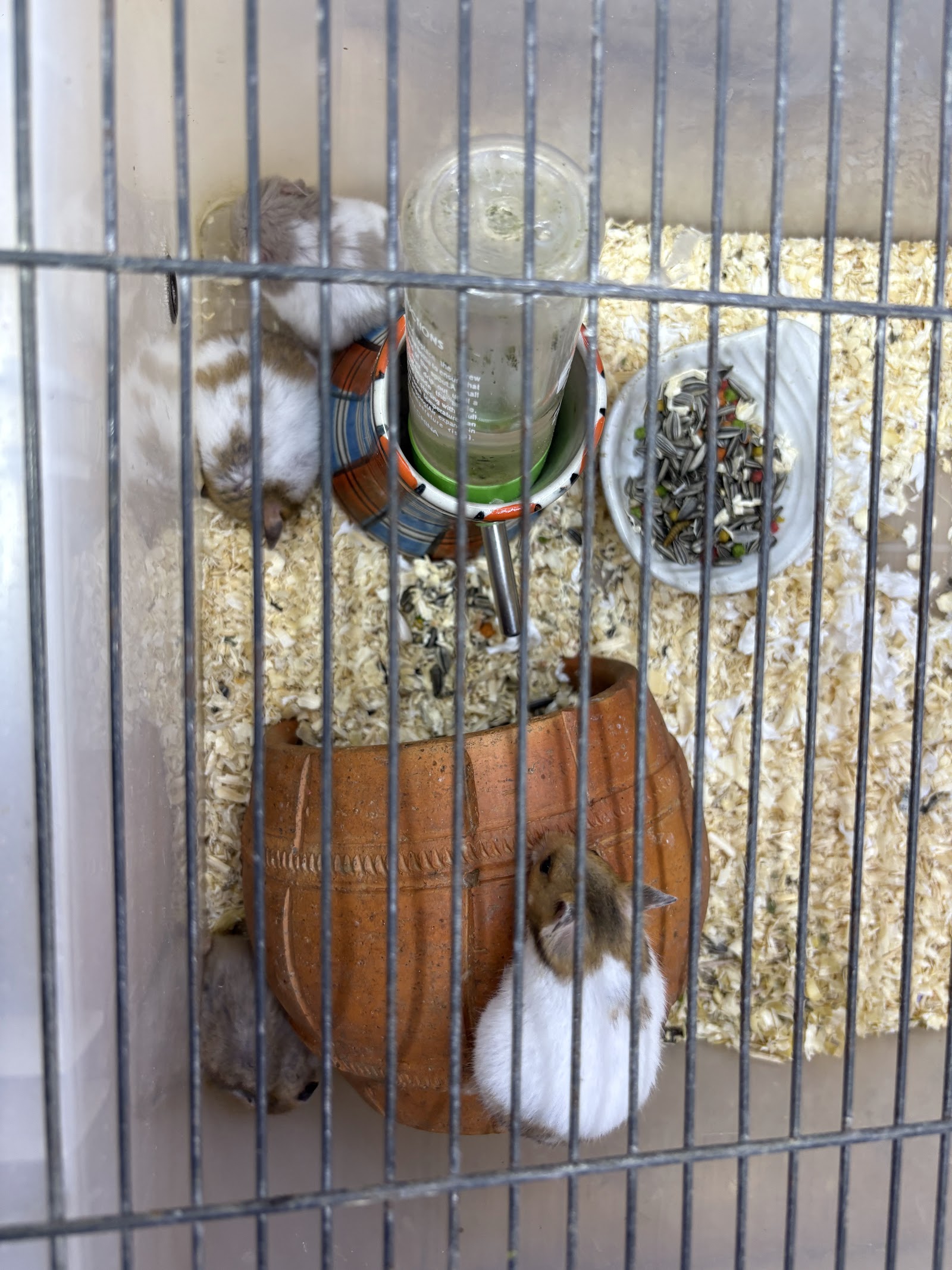 Candy Pet Shop
