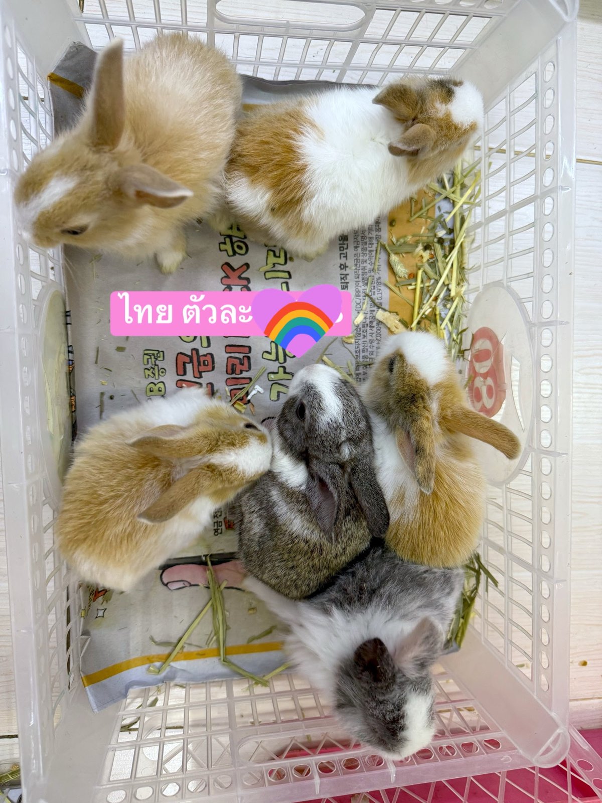 Candy Pet Shop