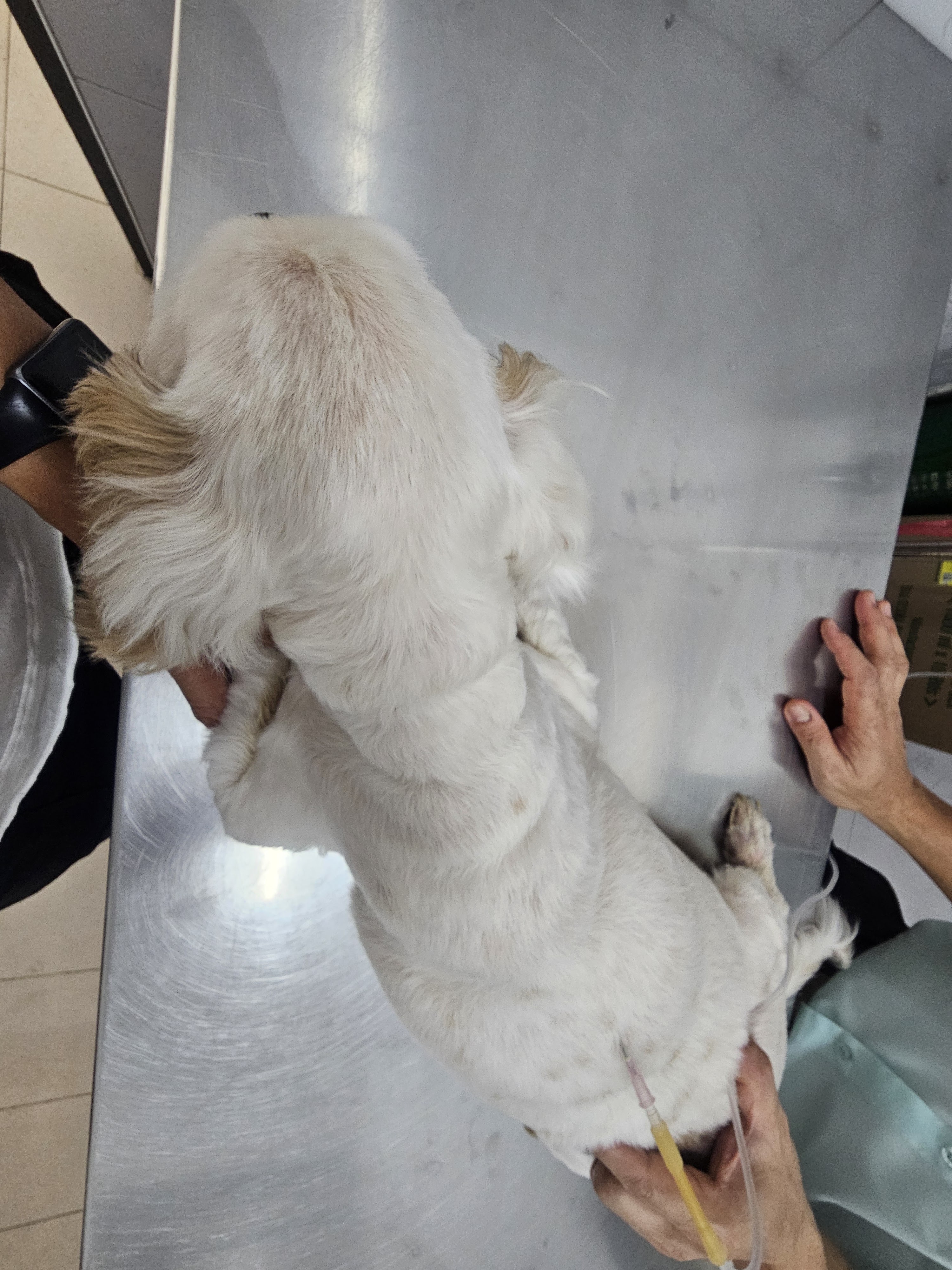 Pet Home Clinic