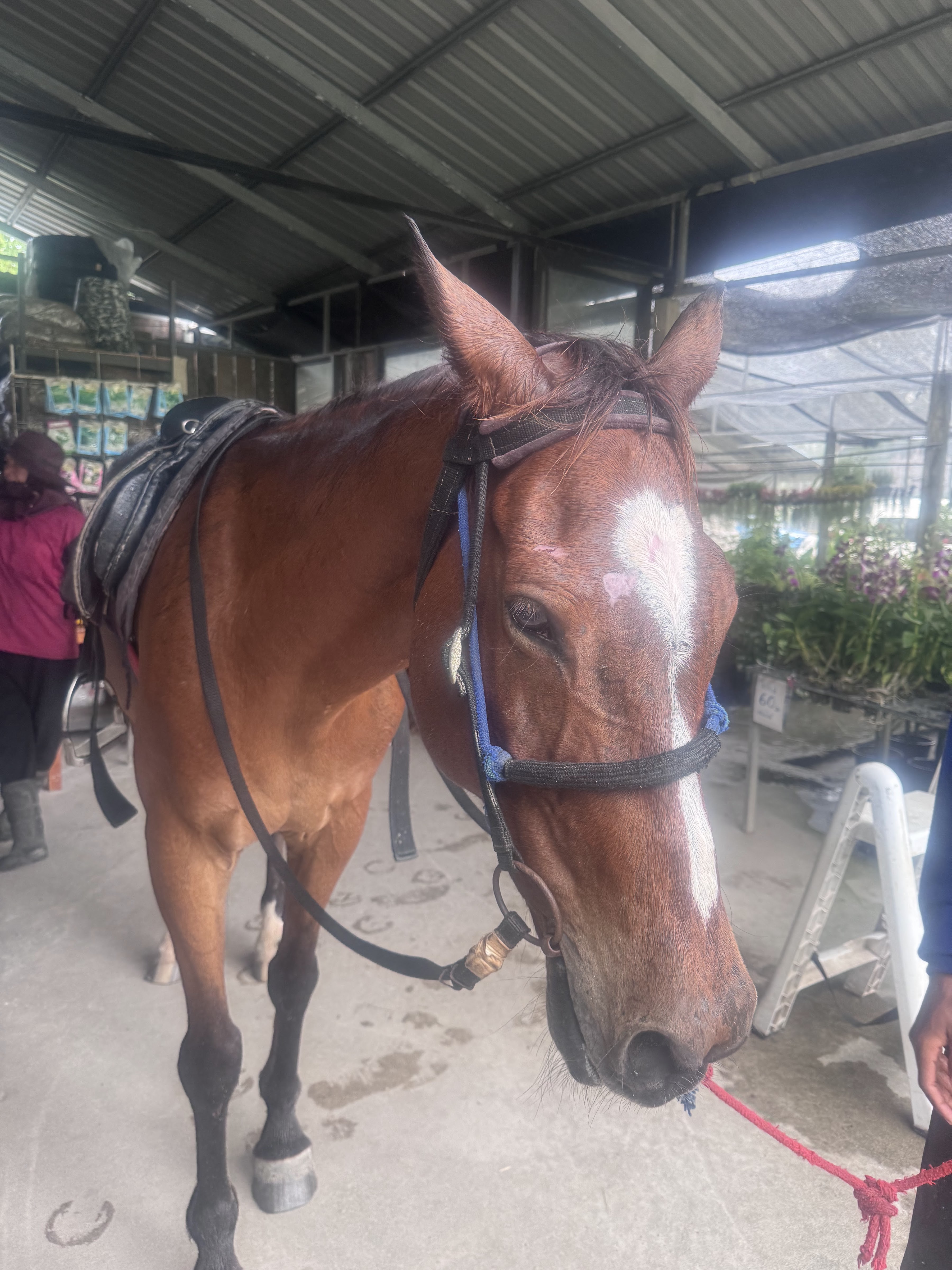 Kamala Horse Riding Club