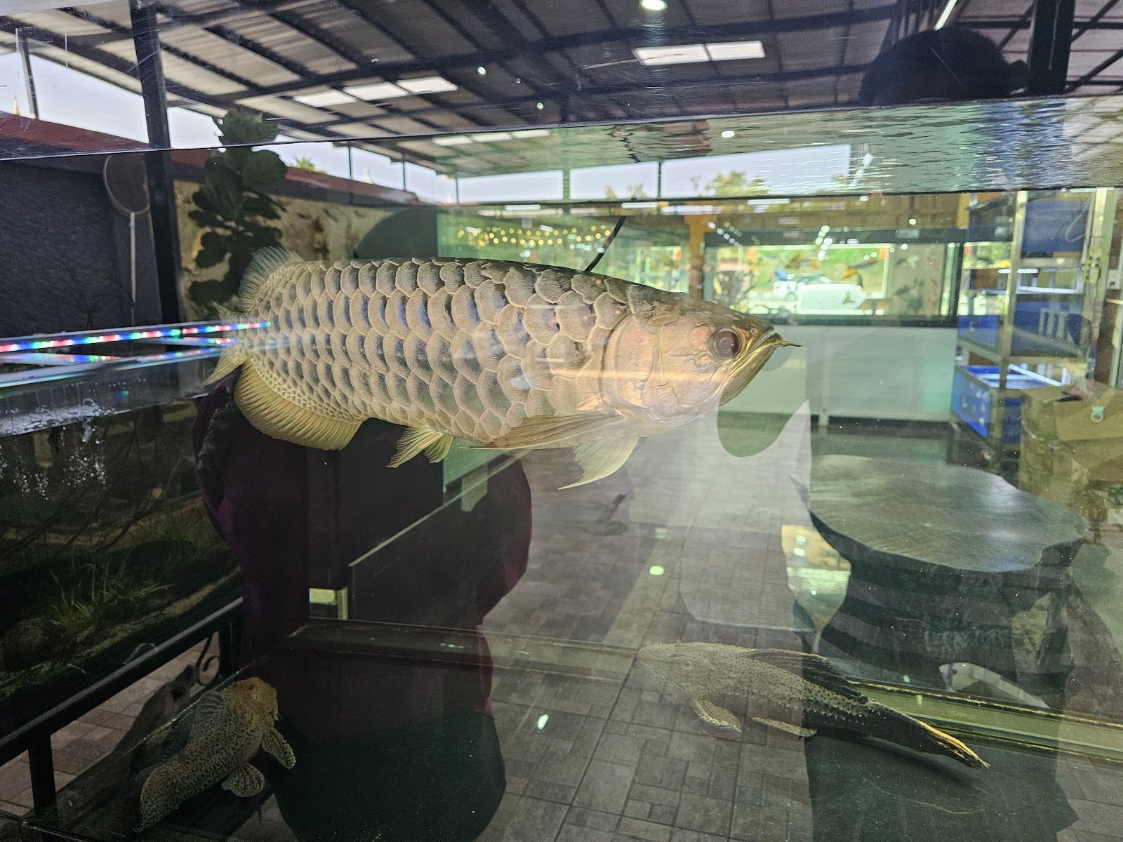 Khon Rak Pla