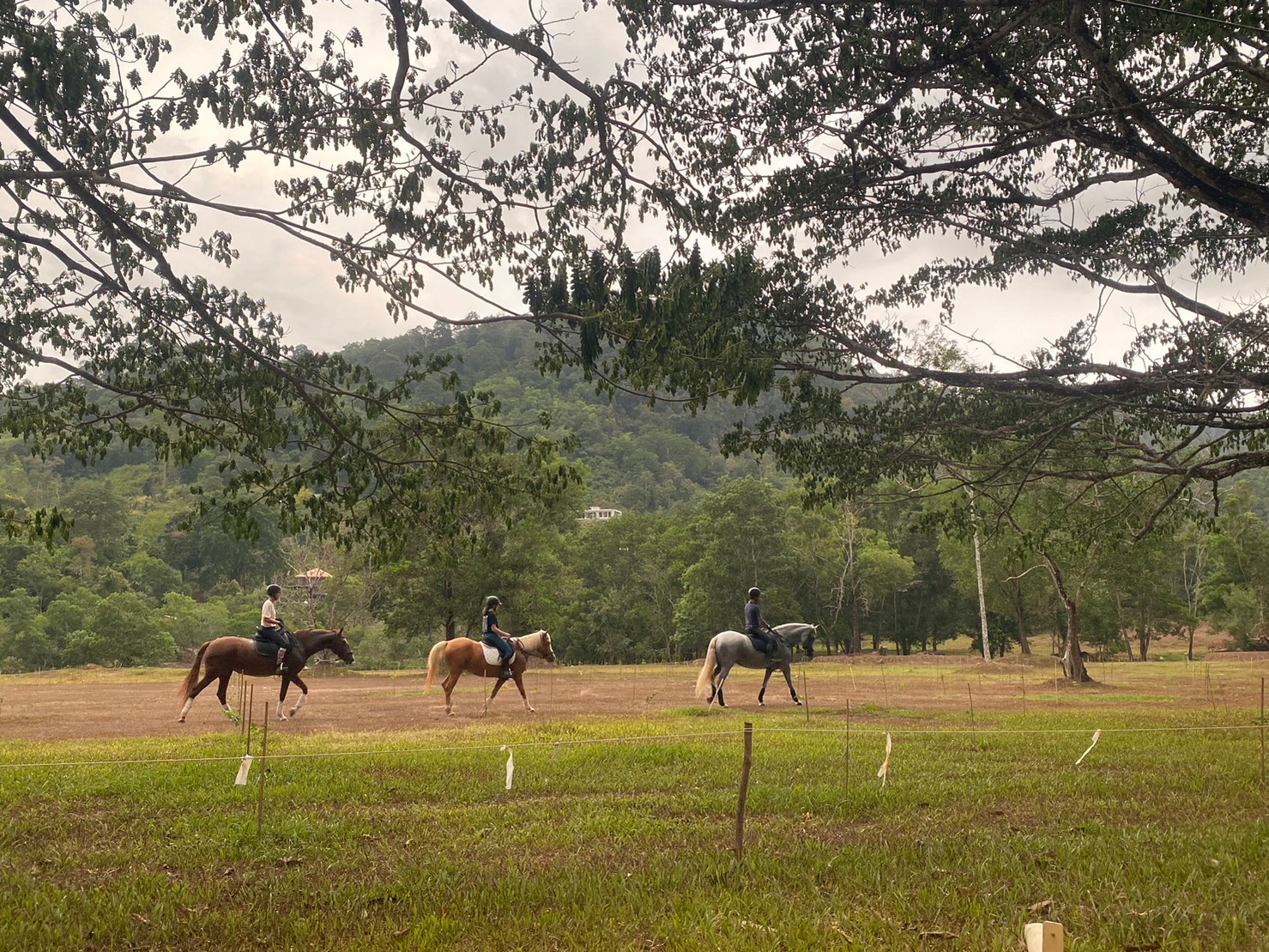 Morcea Horse Academy