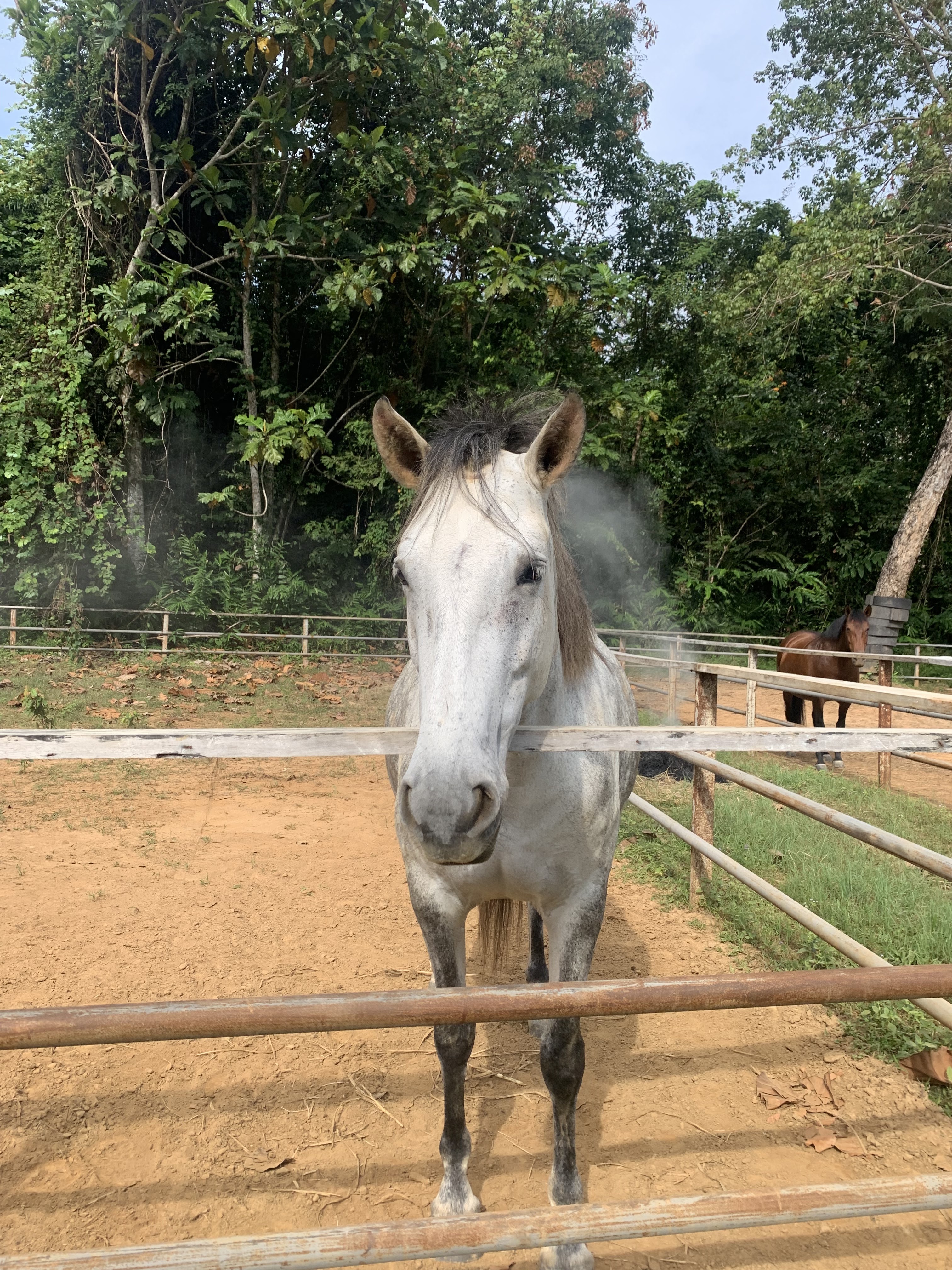 Morcea Horse Academy