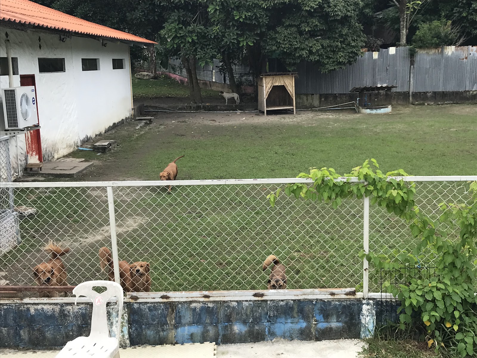 Phuket Dog Park