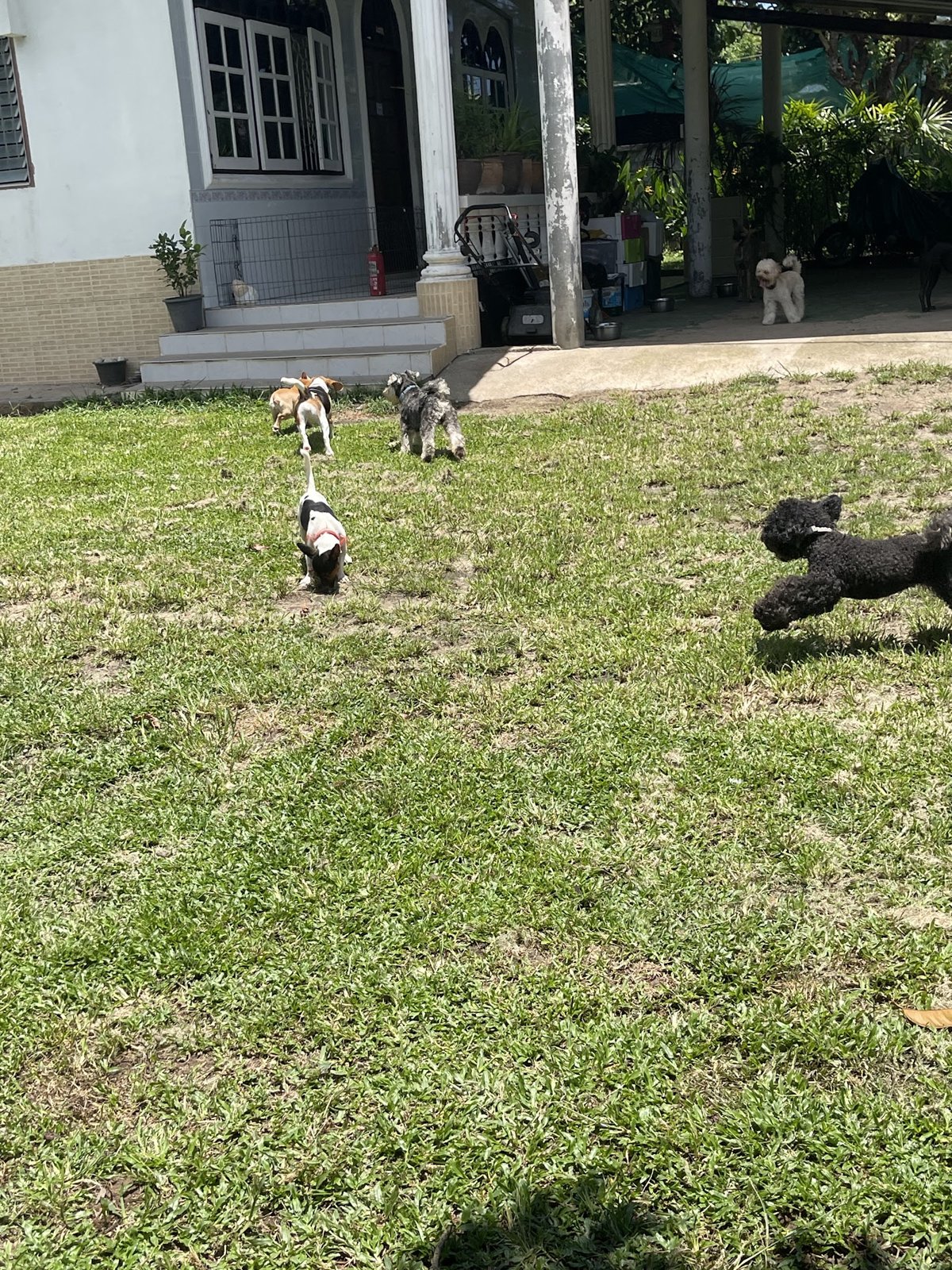 Phuket Dog Resort