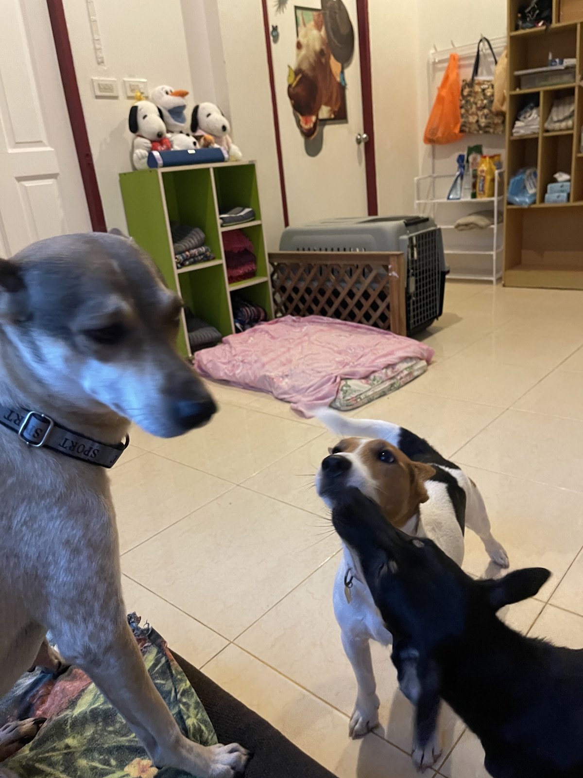 Phuket Dog Resort