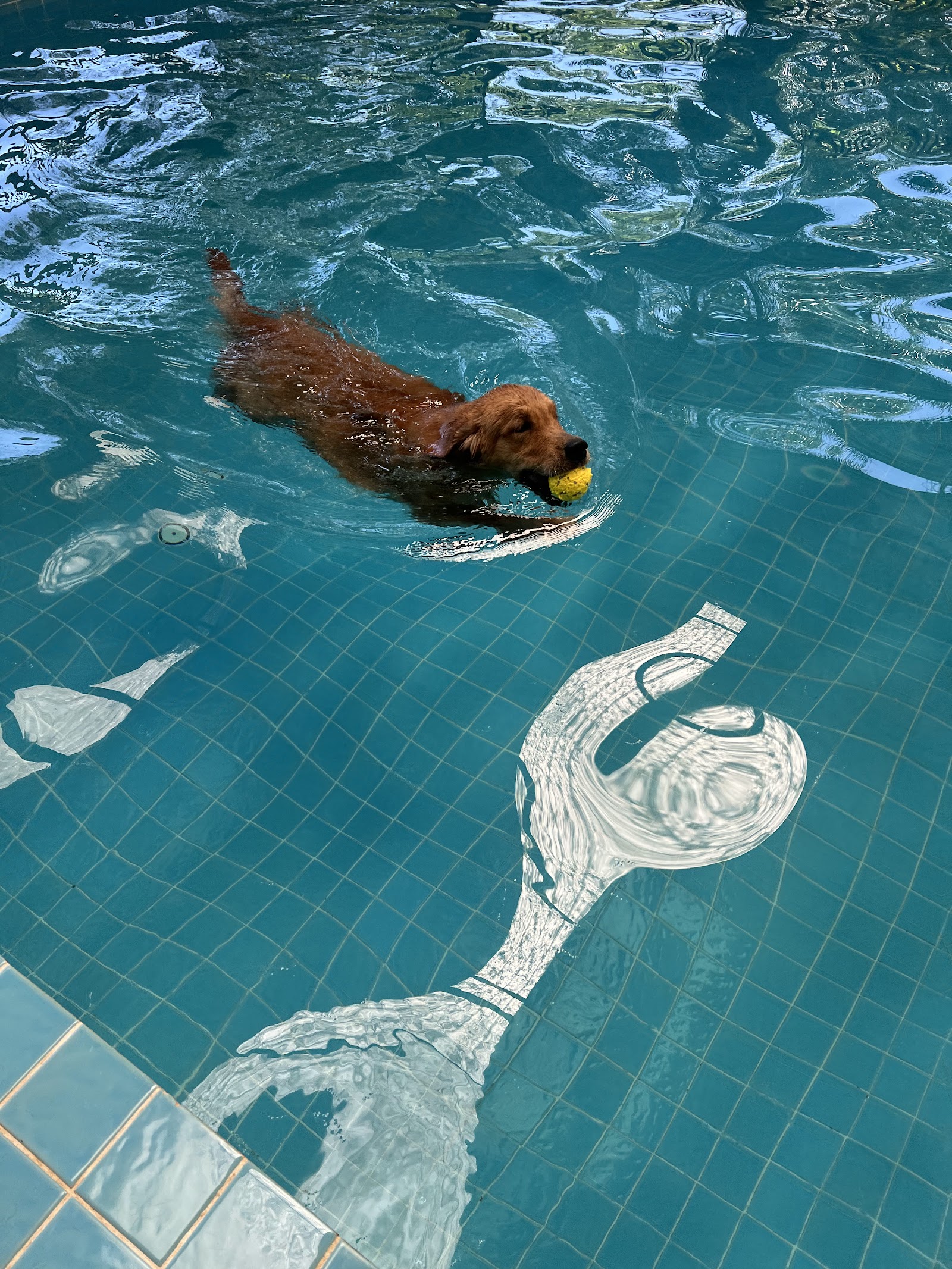 Phuket Dog School & Hotel