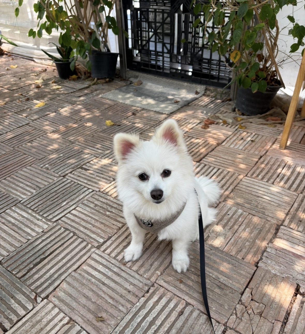 Phuket Dog Training and Boarding
