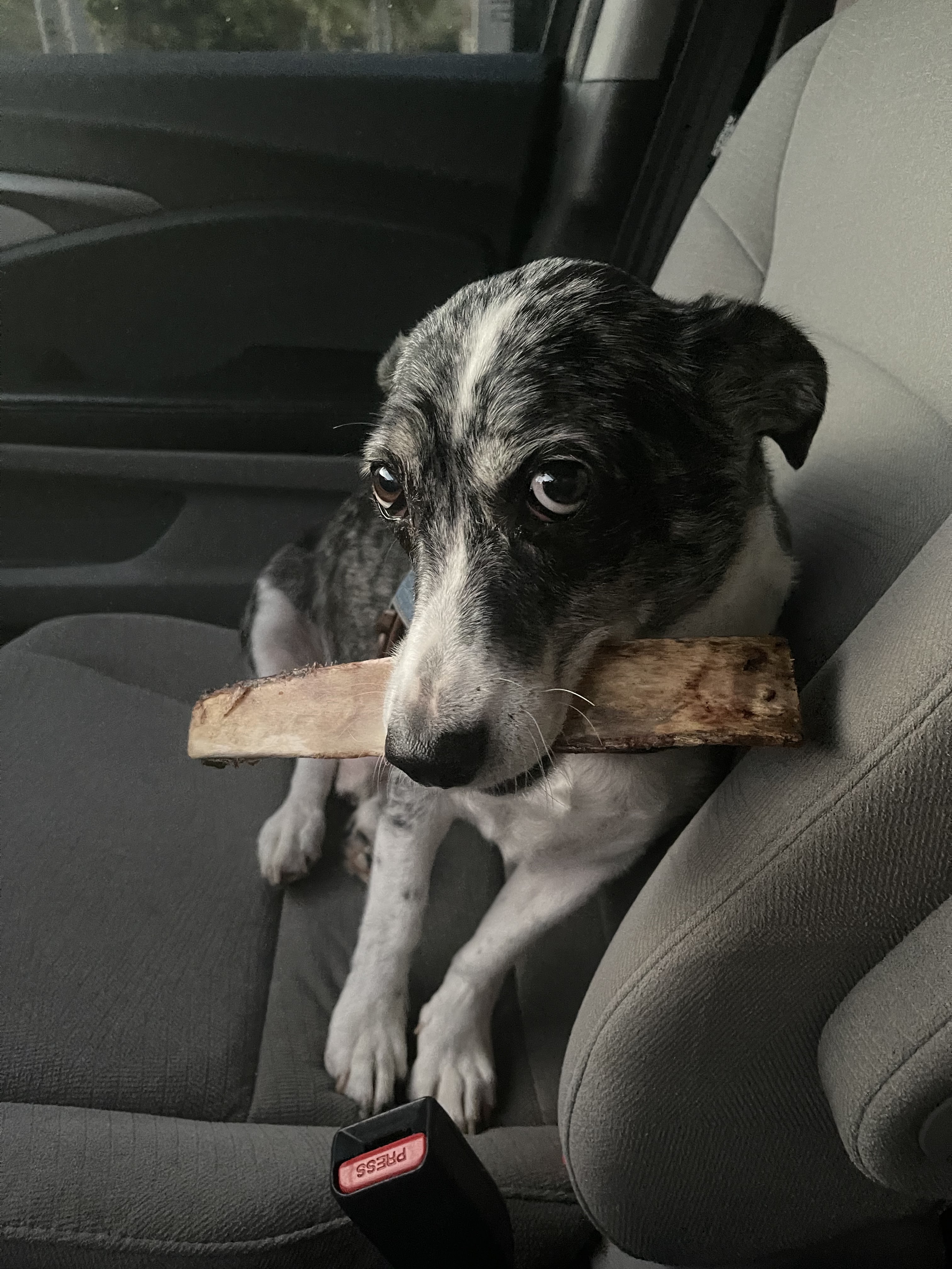 Phuket Dog Training and Boarding
