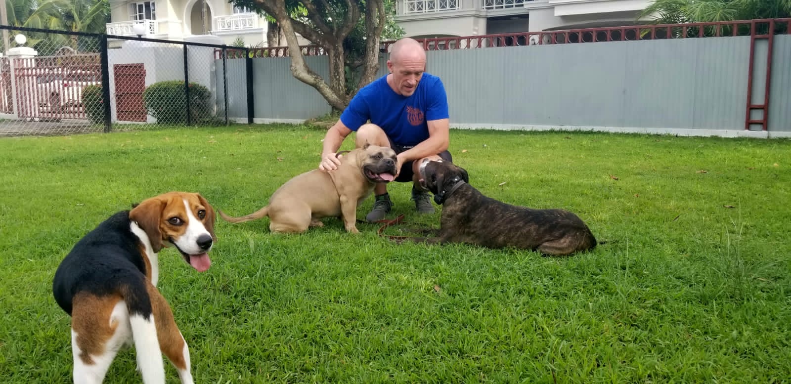 Phuket Dog Training and Boarding