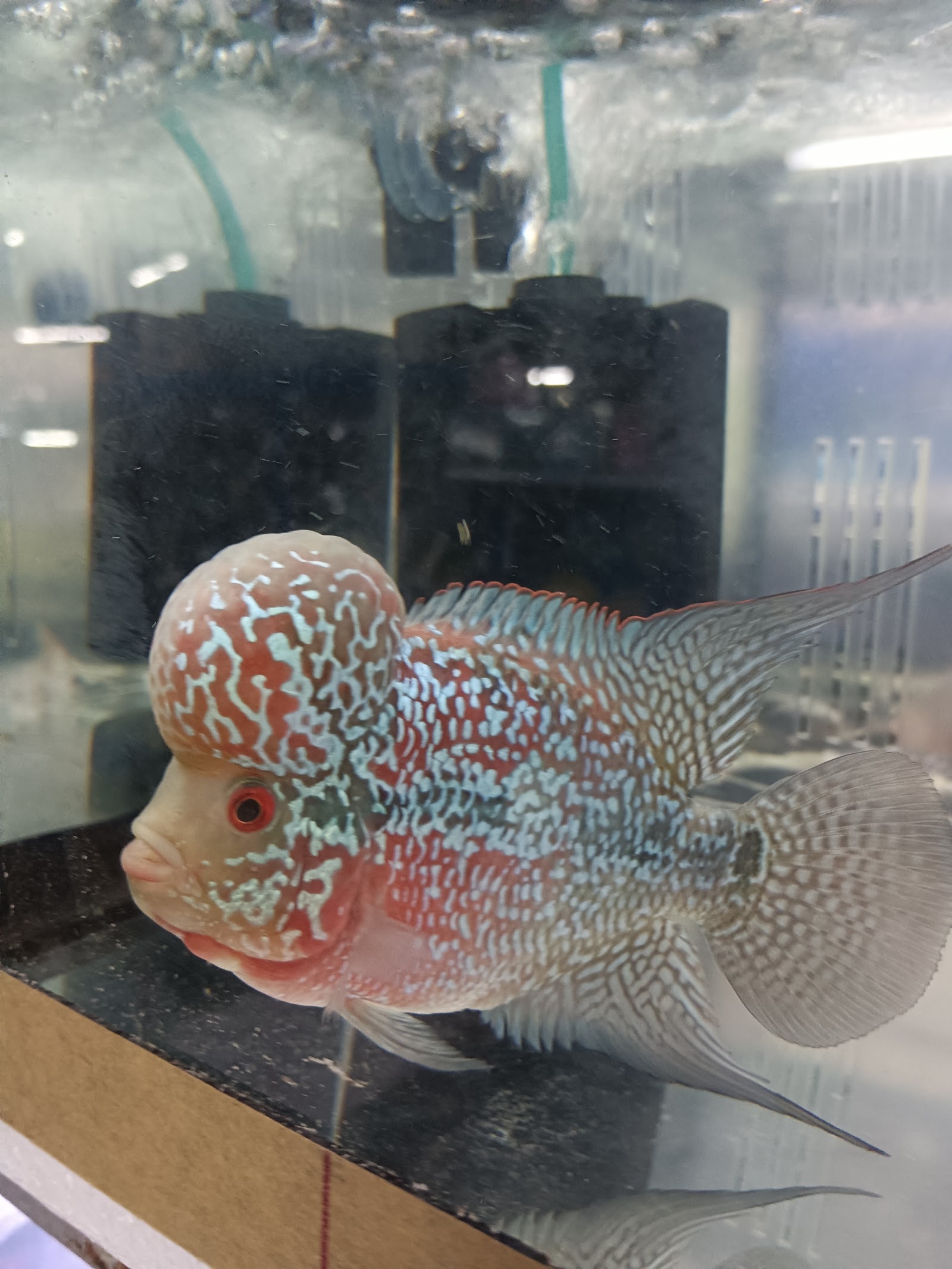 Phuket Farm & Aquarium