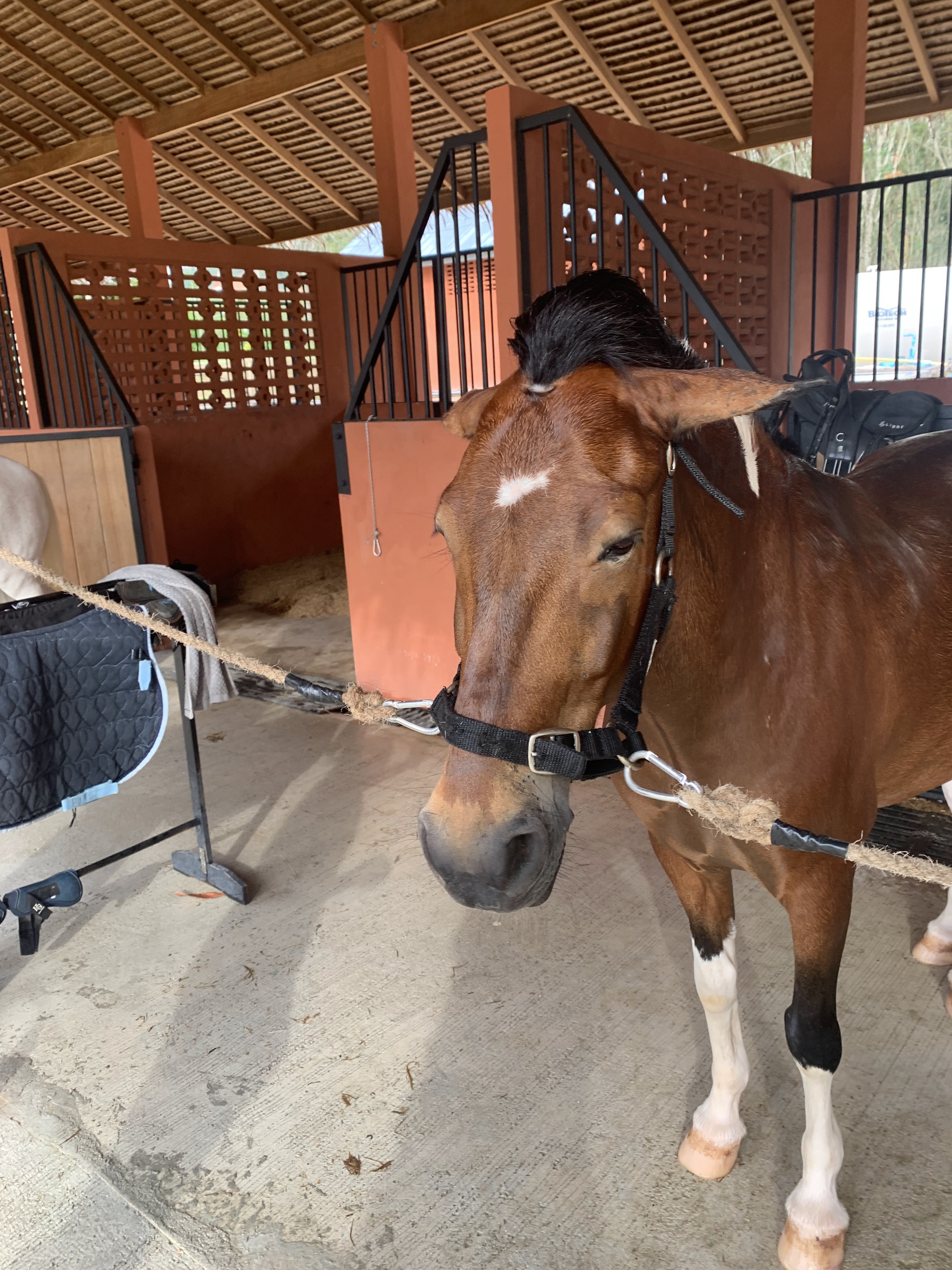 PHUKET HORSE CENTER CO.,LTD