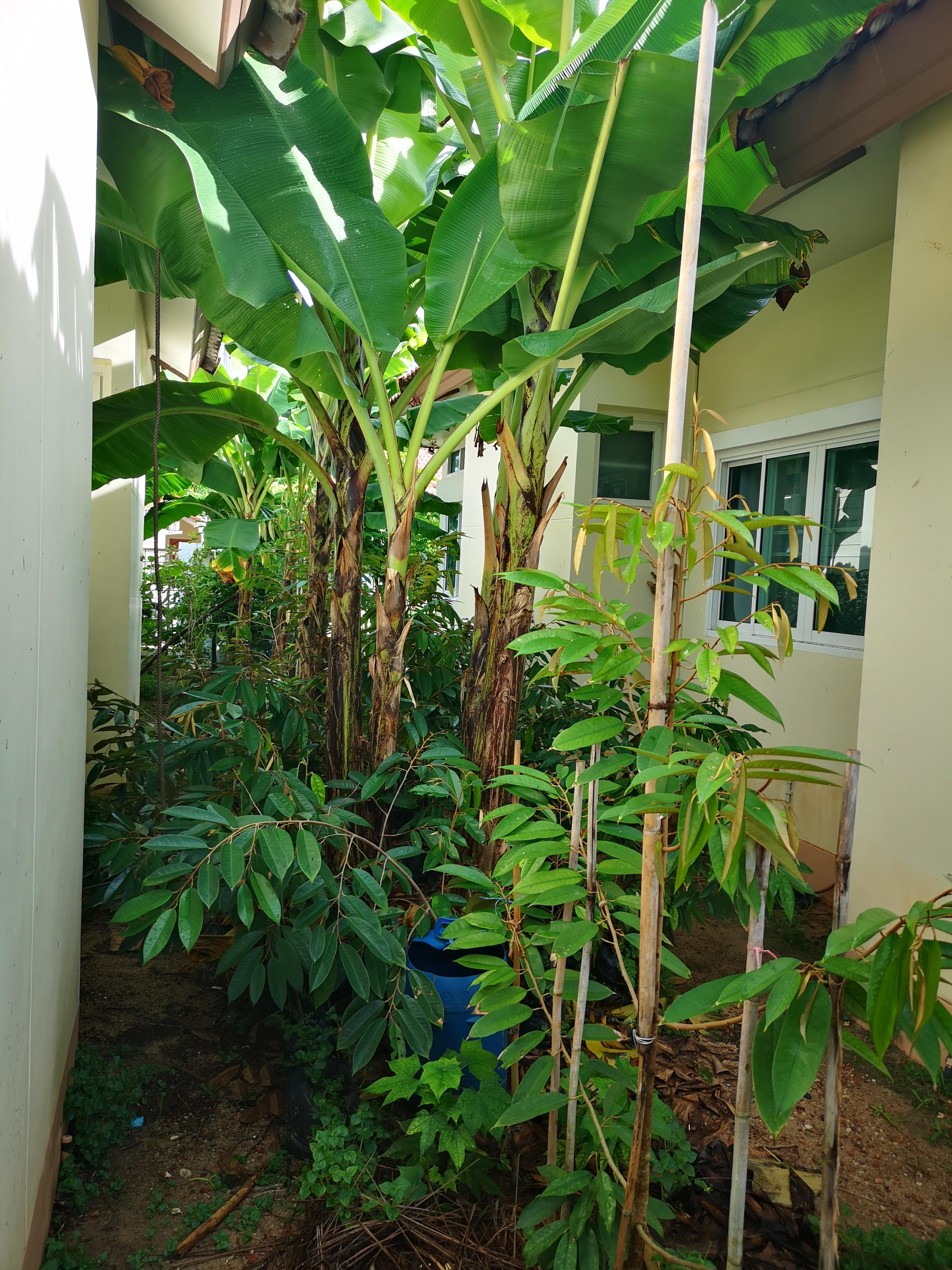 Phuket Villa Chaofah 2 ( 2)