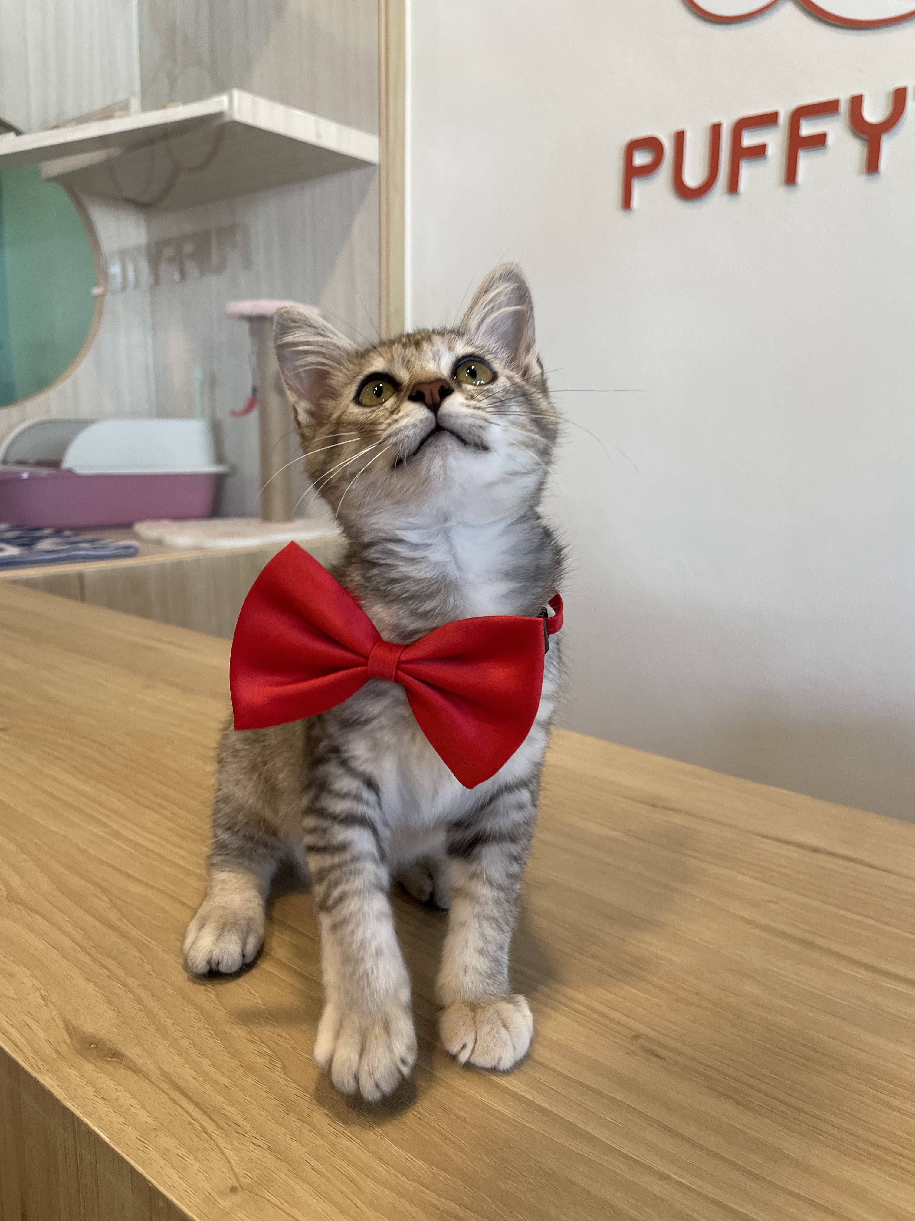 Puffytel Pet Hotel