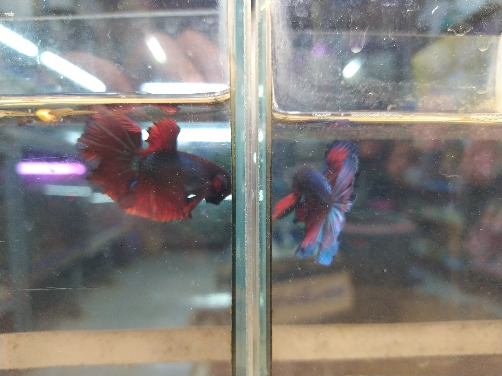 Pet & Aquatic