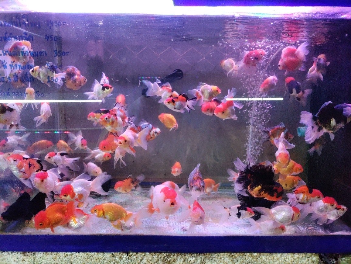 Pet & Aquatic