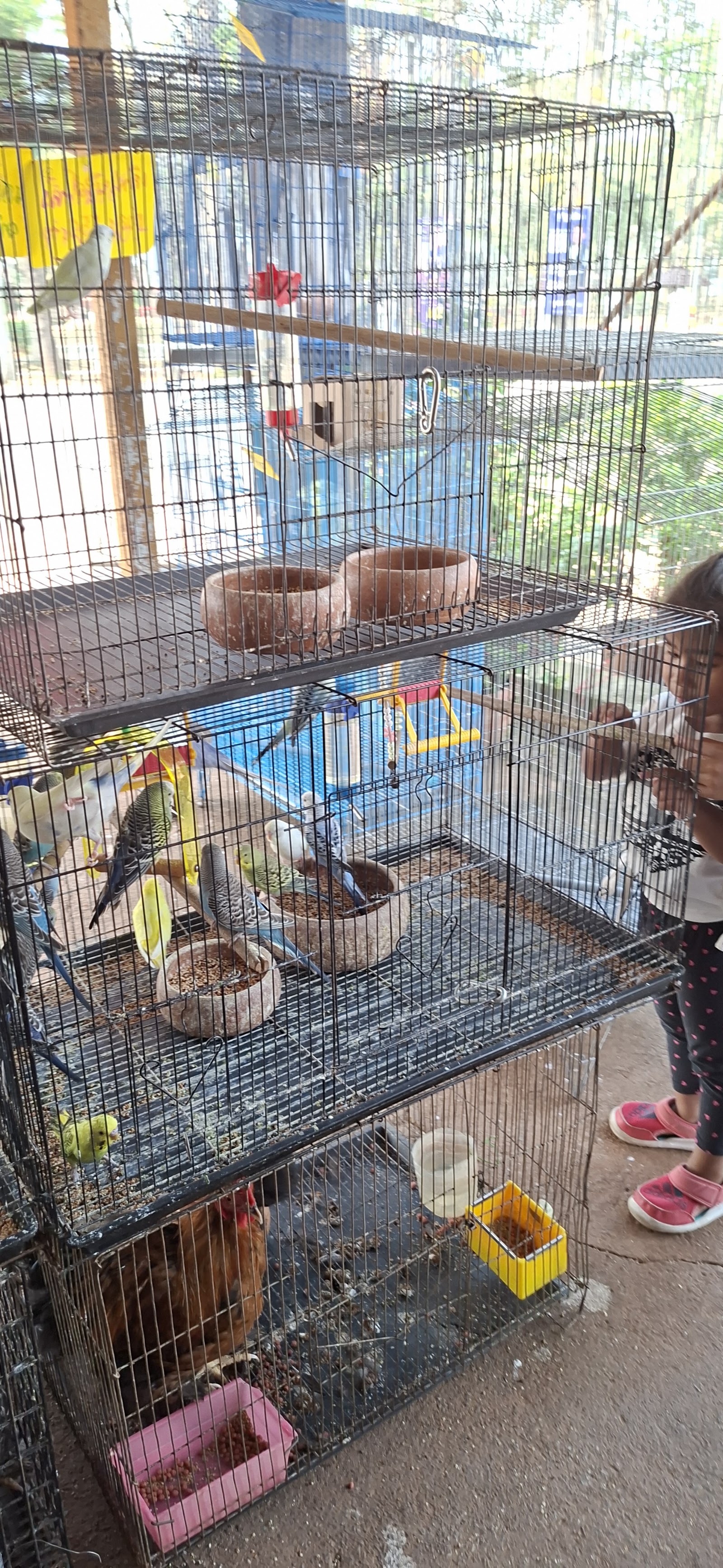 Pet Camp 304