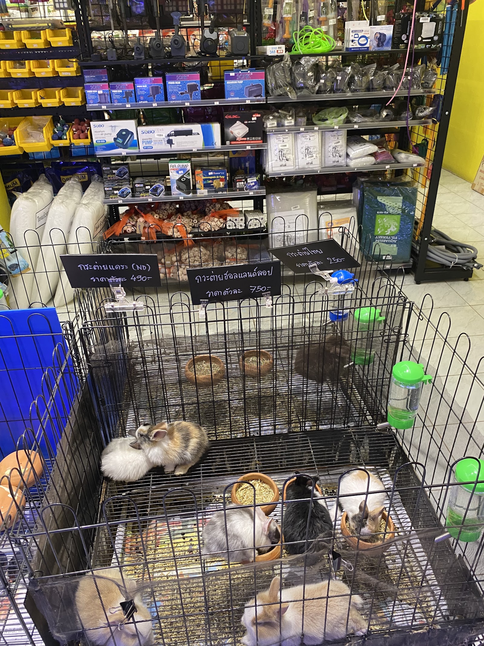 Pet Camp 304