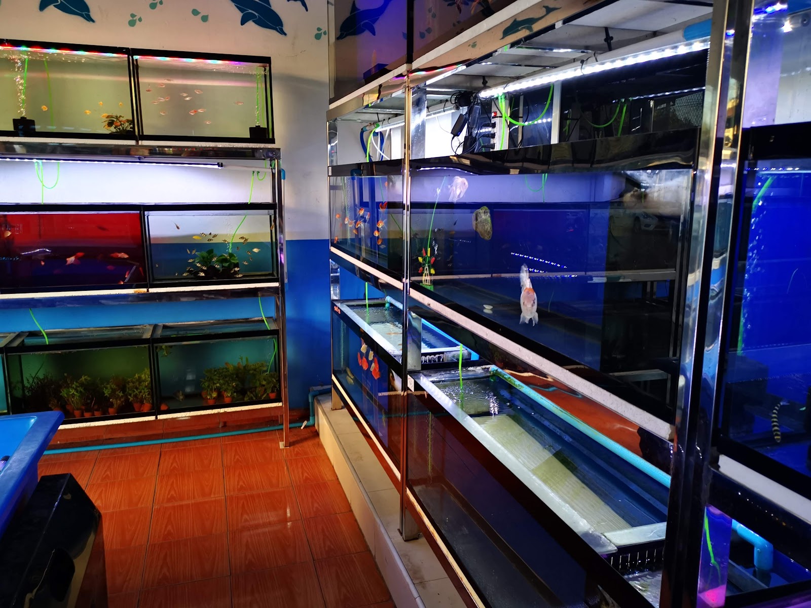 Bon Kai Aquarium