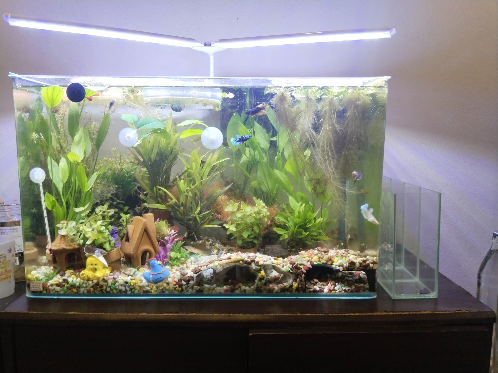 Bon Kai Aquarium