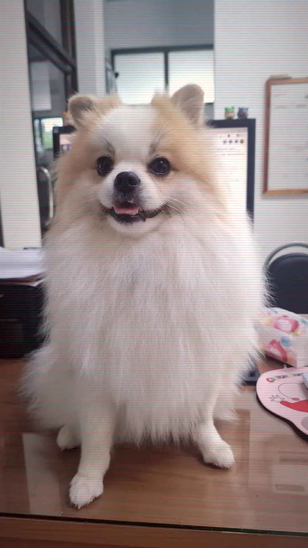 HOM Foong Grooming